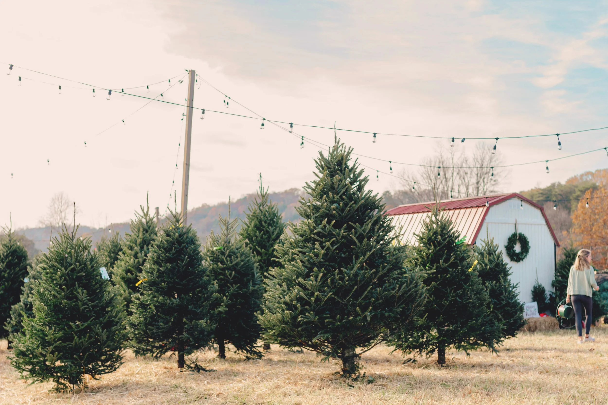 Where Can I Buy a Real Christmas Tree in Knoxville TN?