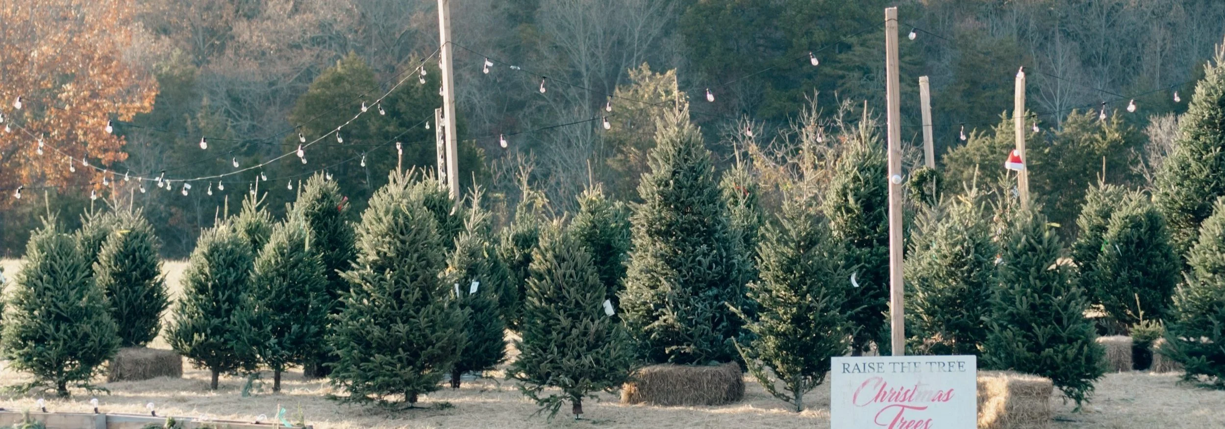 Tree Farms Raise the Tree — Raise The Tree