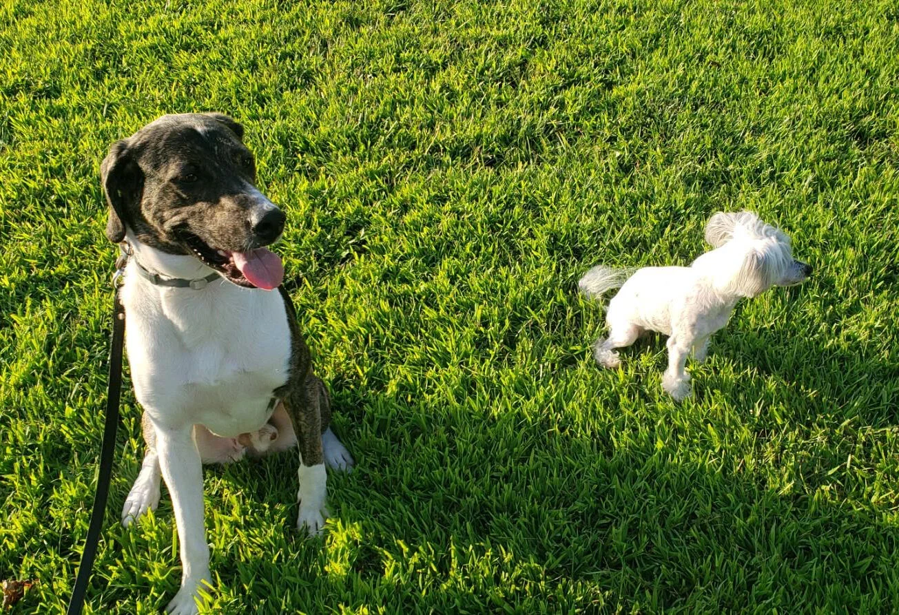 Project Gallery — Carefree Landscaping