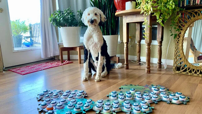 Meet Bunny, the talking dog!