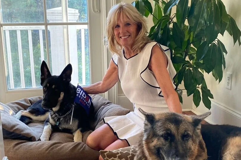 First dogs Champ and Major moved into the White House Sunday, January 24, 2021
