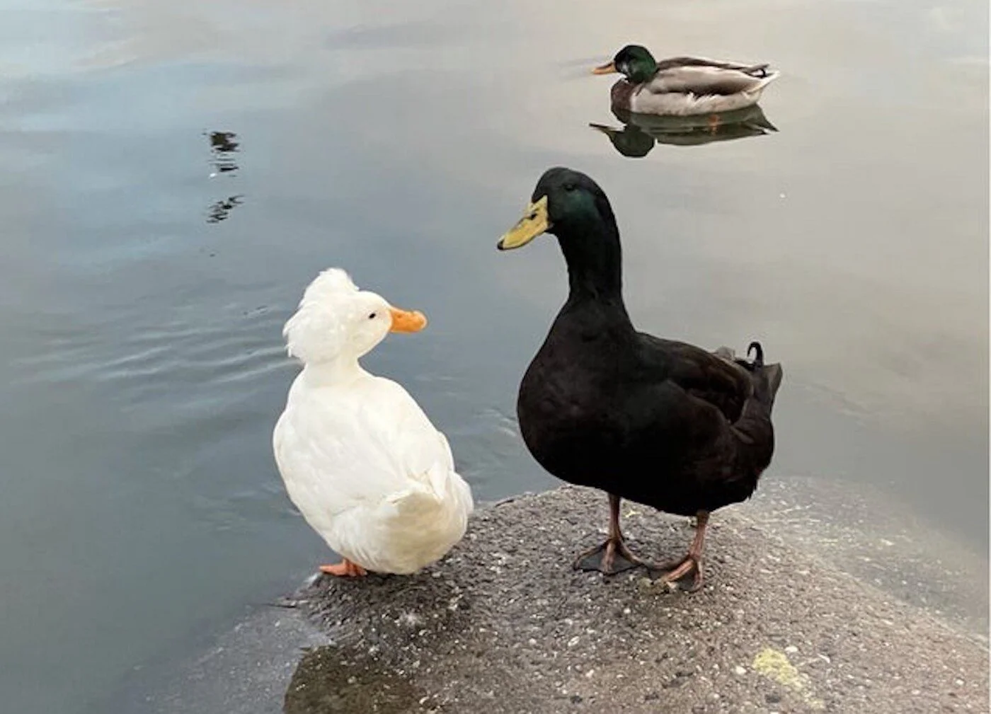 The Lake Merritt Duck Couple That Stole Oakland’s Heart