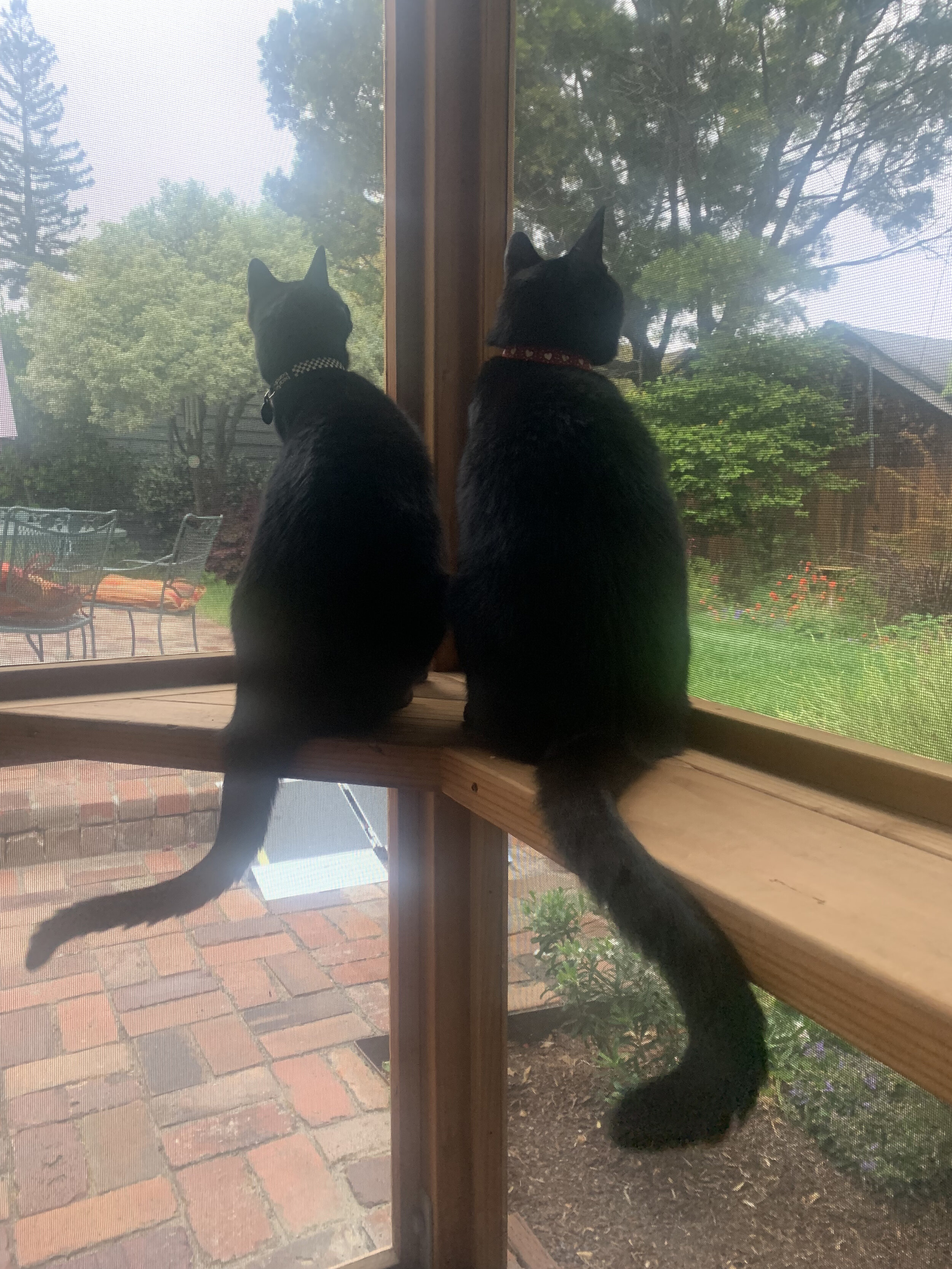 Catios are the Best Invention!