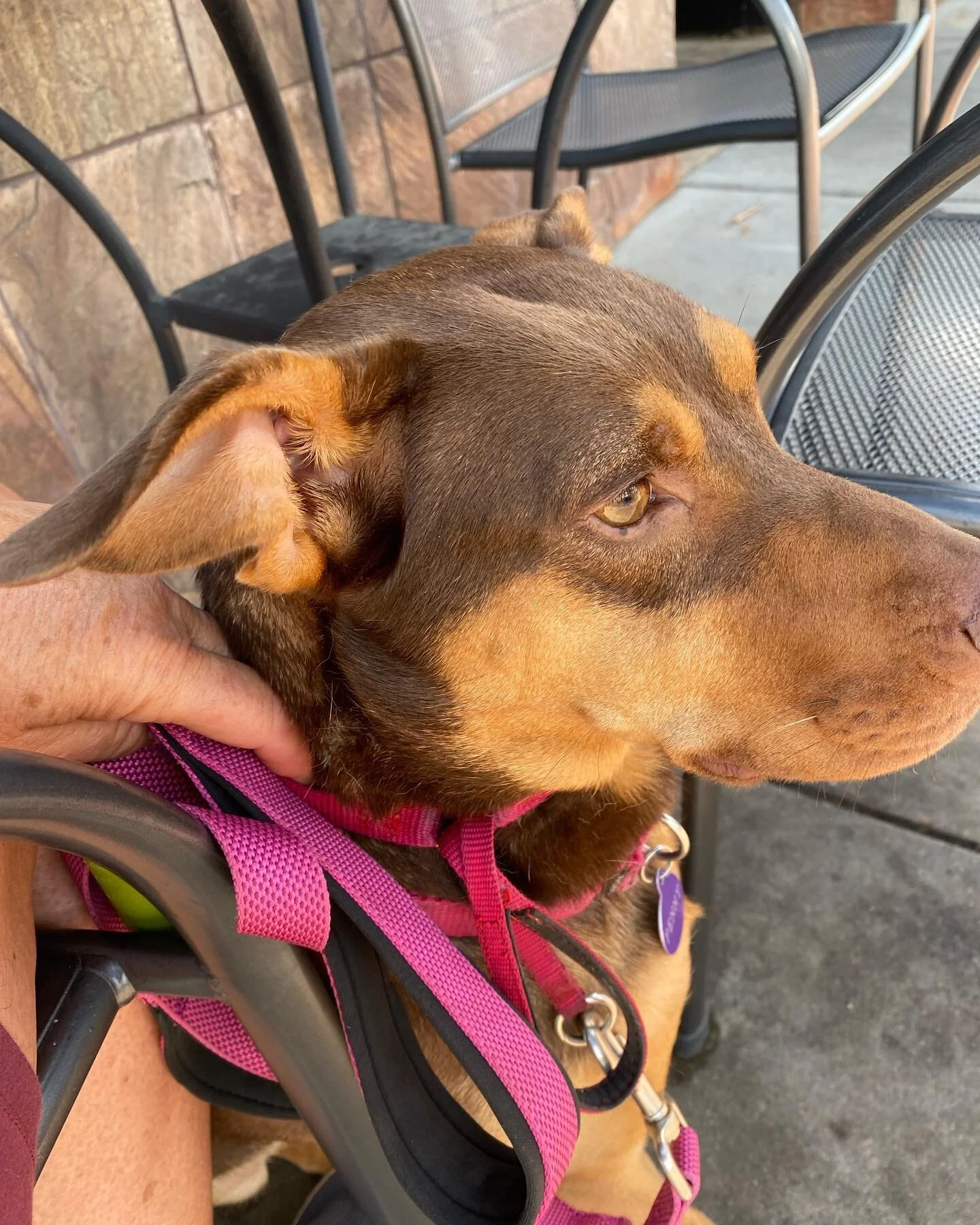 I&rsquo;ve had the luxury of being on mostly vacation for the last 10 days. I had this lovely little dog Penny to take care of and hang out with in Denver. But all of that and starting this weekend! #vacation #vacationover #laborday #lotsofwork #paws