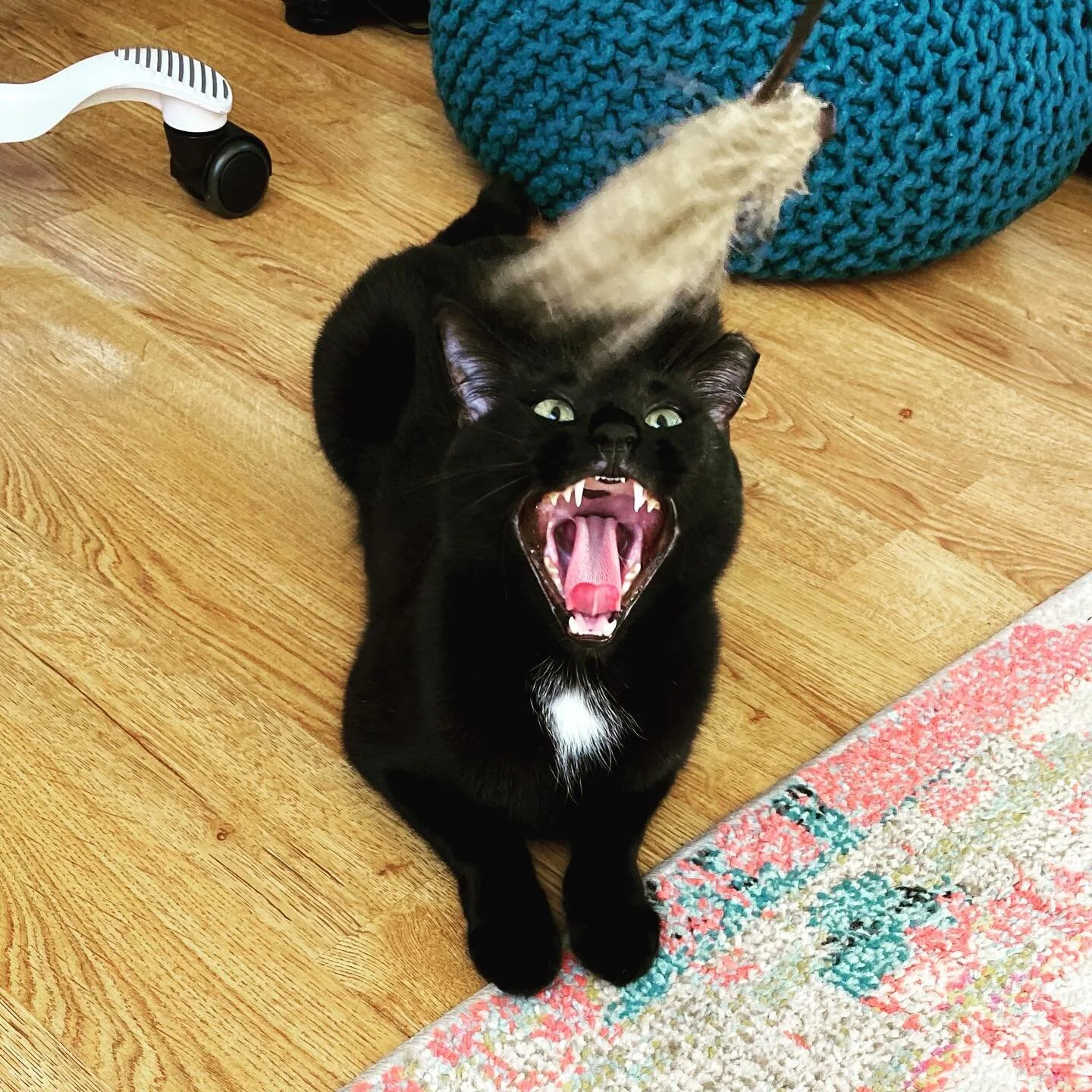 What nice teeth you have Magpie!!! 😹😹
#grrrrr  #excitablekitty #magpie #pawsup🐾 #pawsup4pets