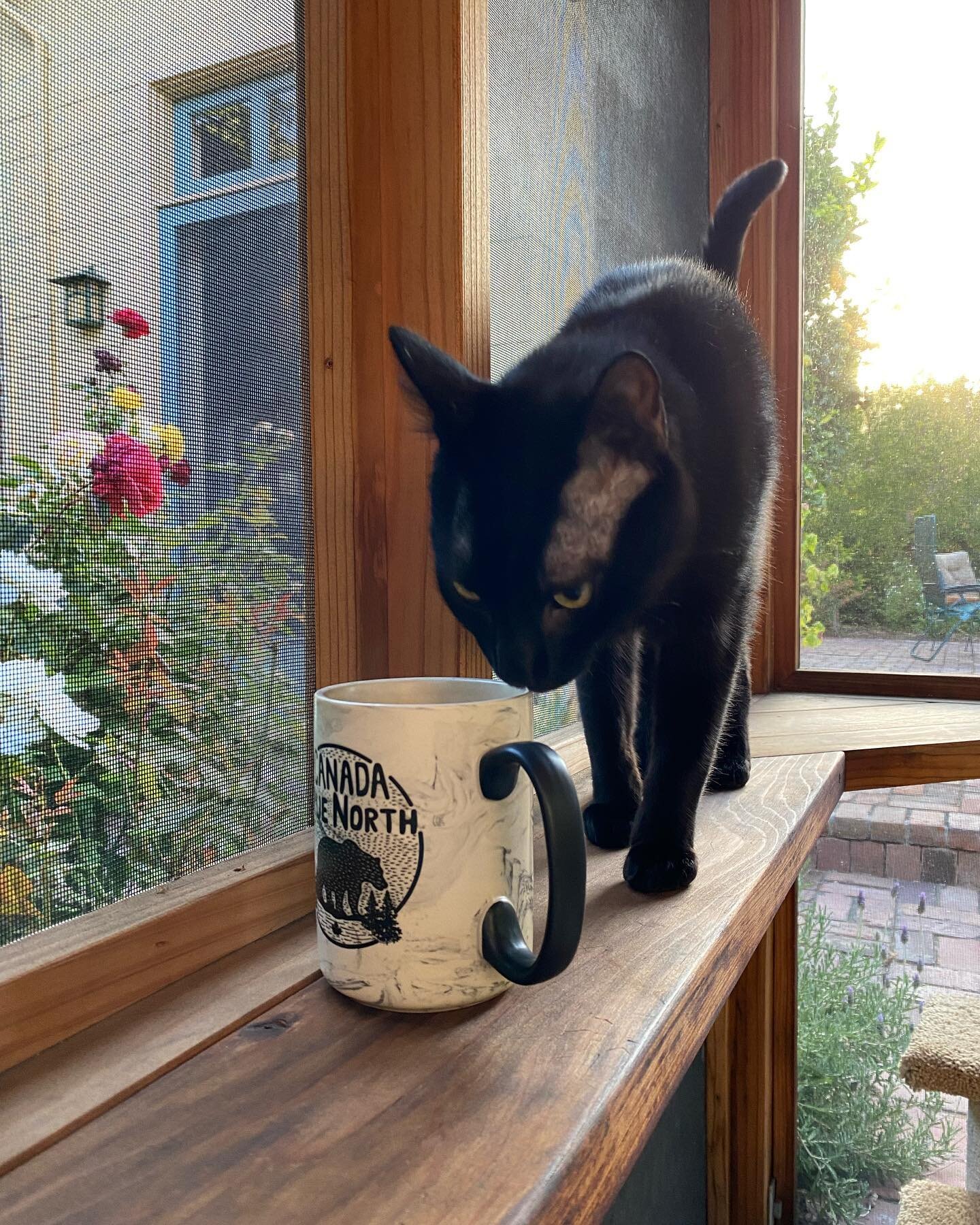 Morning tea with the twins in the Catio! What a nice way to start the day. #twins #tommyandjack #catio #catiolife #pawsup🐾 #pawsup4pets #blackcats