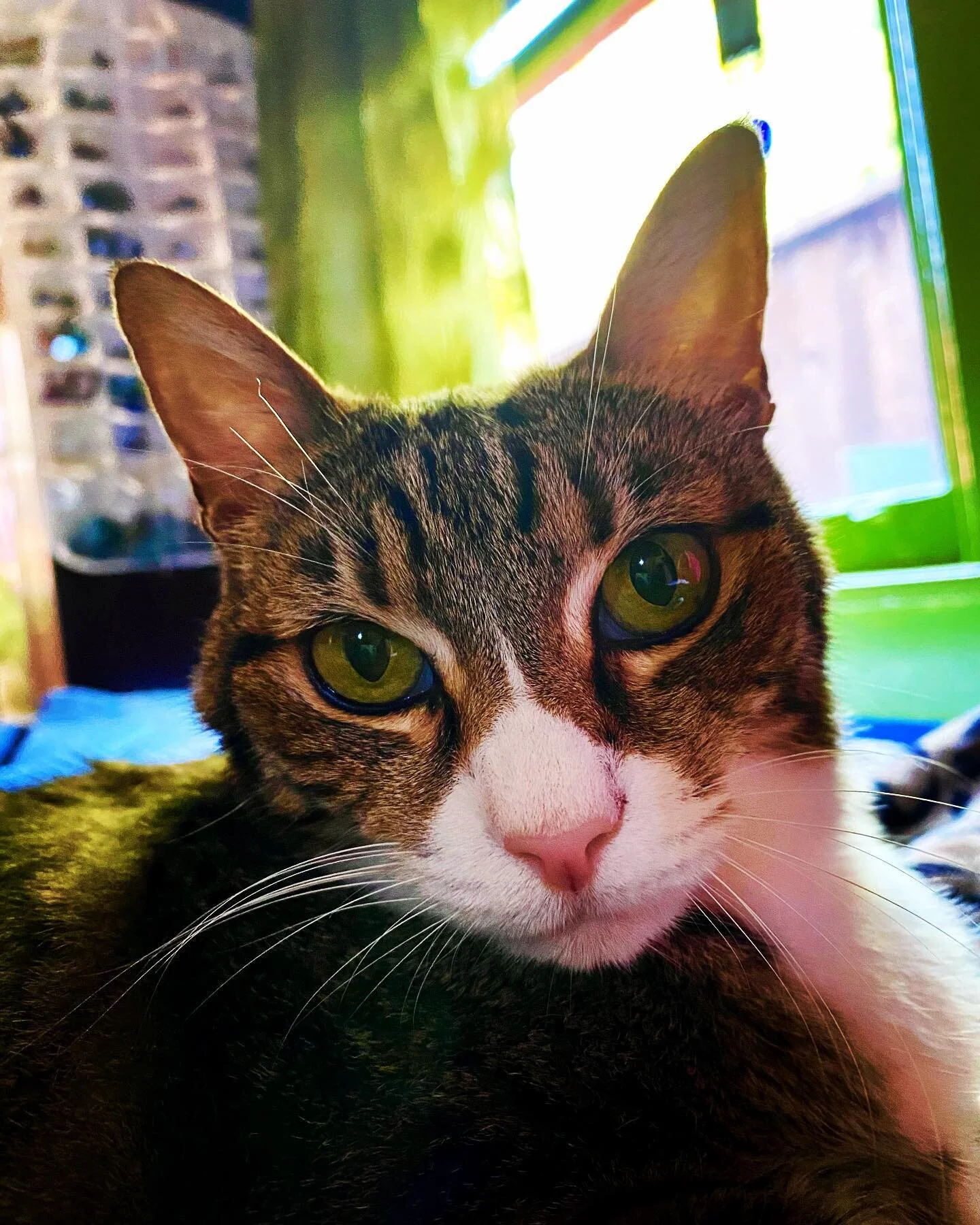 And always, my girl, my 💗
#scouty #my💗 #beatifullgirl #lovecat #pawsup🐾