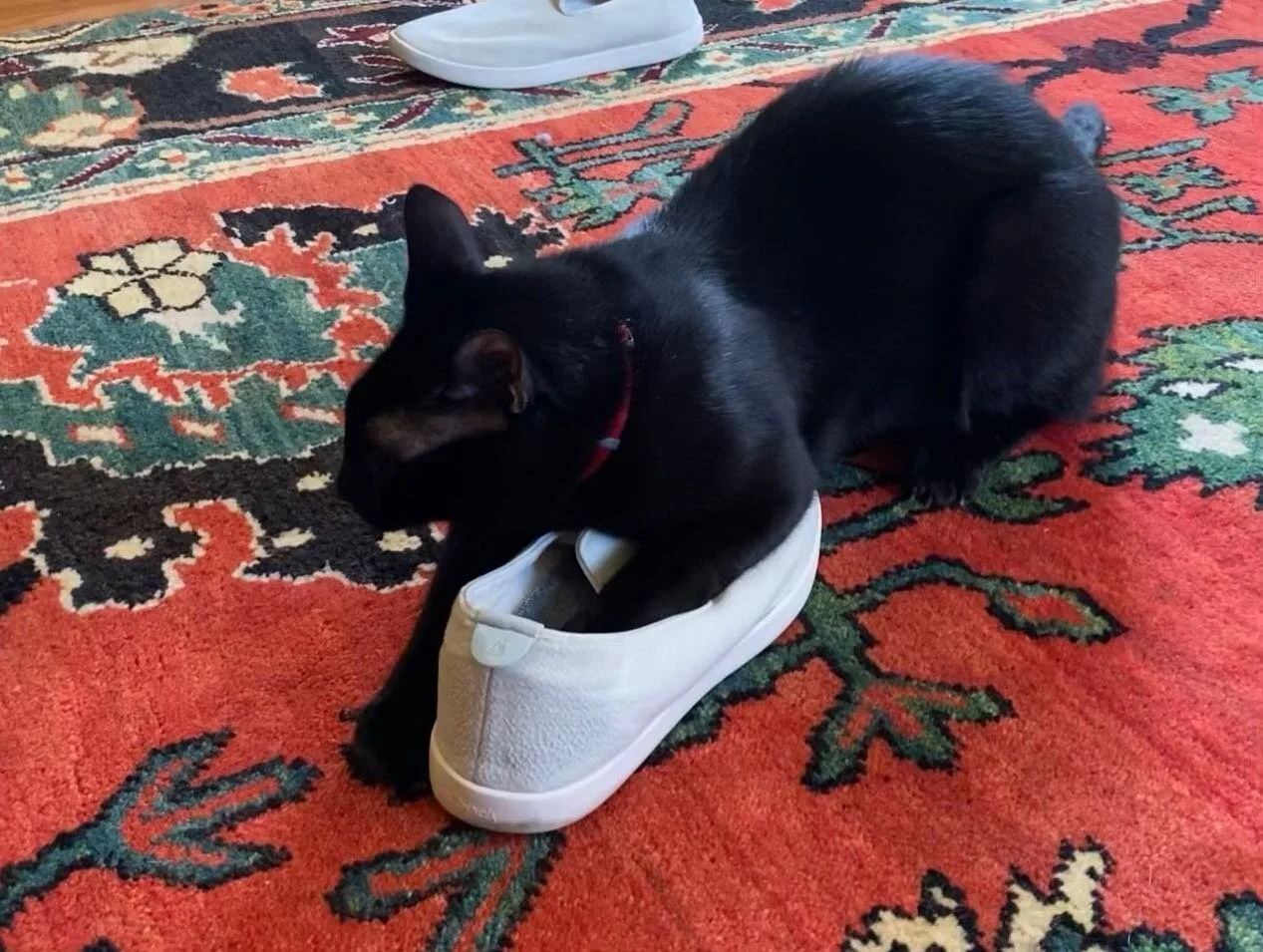 Cats&amp;shoes! There&rsquo;s something about shoes that Katz just love! #catsandshoes #tommy #pawsup🐾 #pawsup4pets