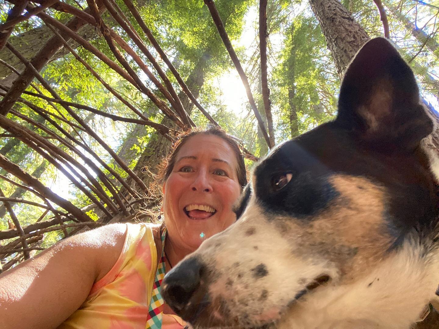 Going into the woods with Laika is always a fun adventure. She is such a good companion! #laika #wickiup #joaquinmillerpark #pawsup🐾 #pawsup4pets
