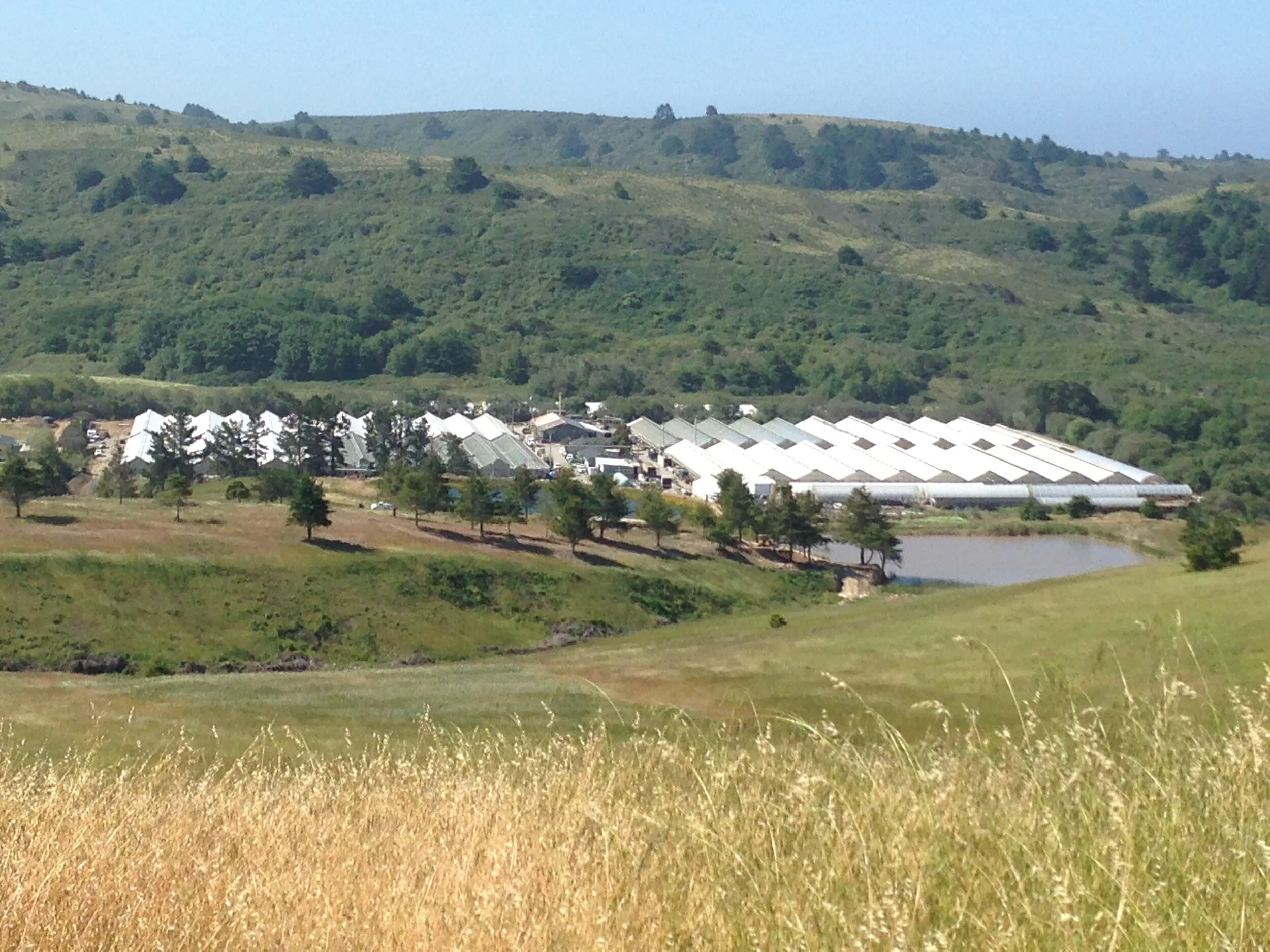 nursery from hill.JPG