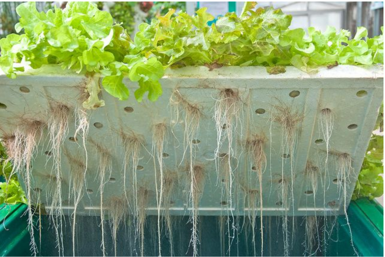 hydroponic roots.PNG