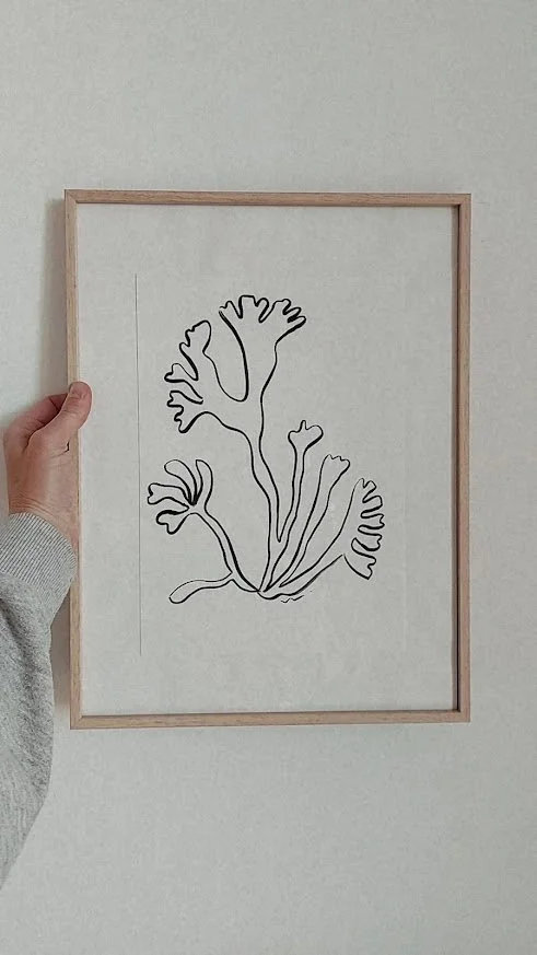 COQUILLES ET ALGUES V