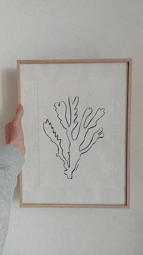 COQUILLES ET ALGUES VI