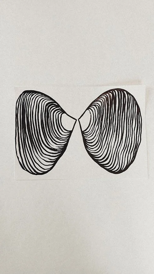 COQUILLES ET ALGUES IV