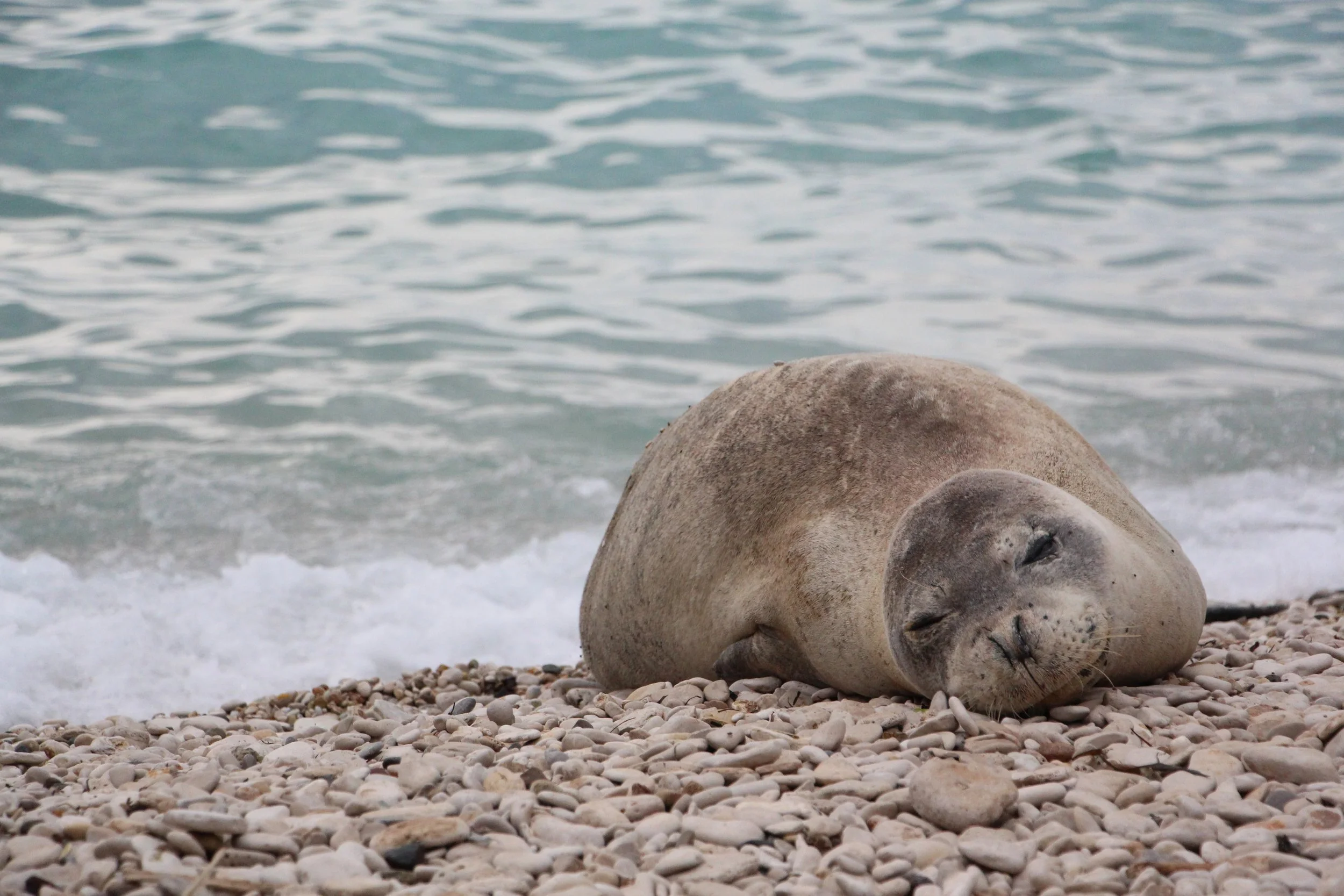 Očuvanje ugroženih životinjskih vrsta: sredozemne medvjedice i morske ptice gregule