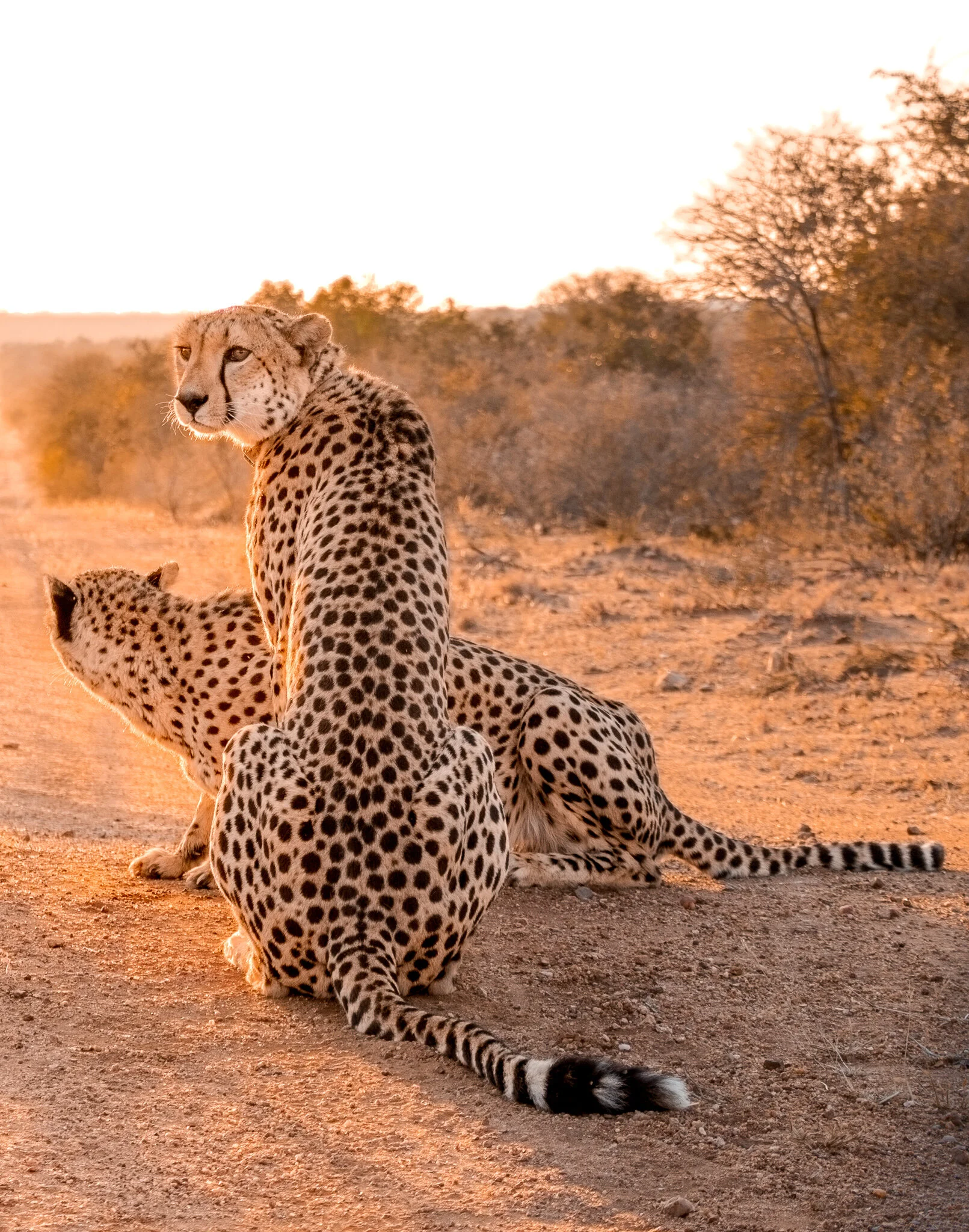 Two Male Cheetahs Hunting | South Africa