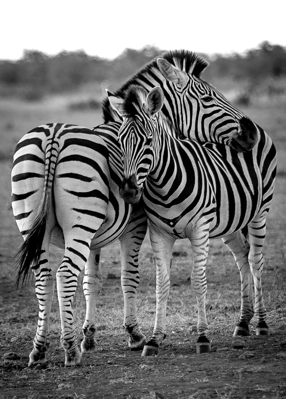 Zebra Family | South Africa