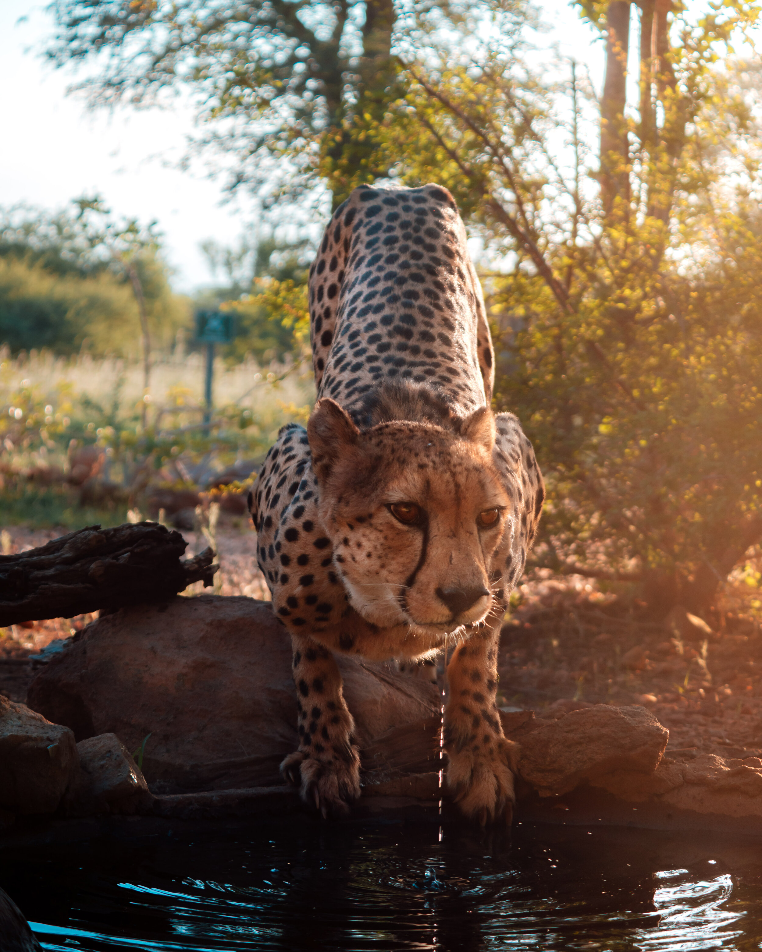 Male Cheetah Drinking | South Africa