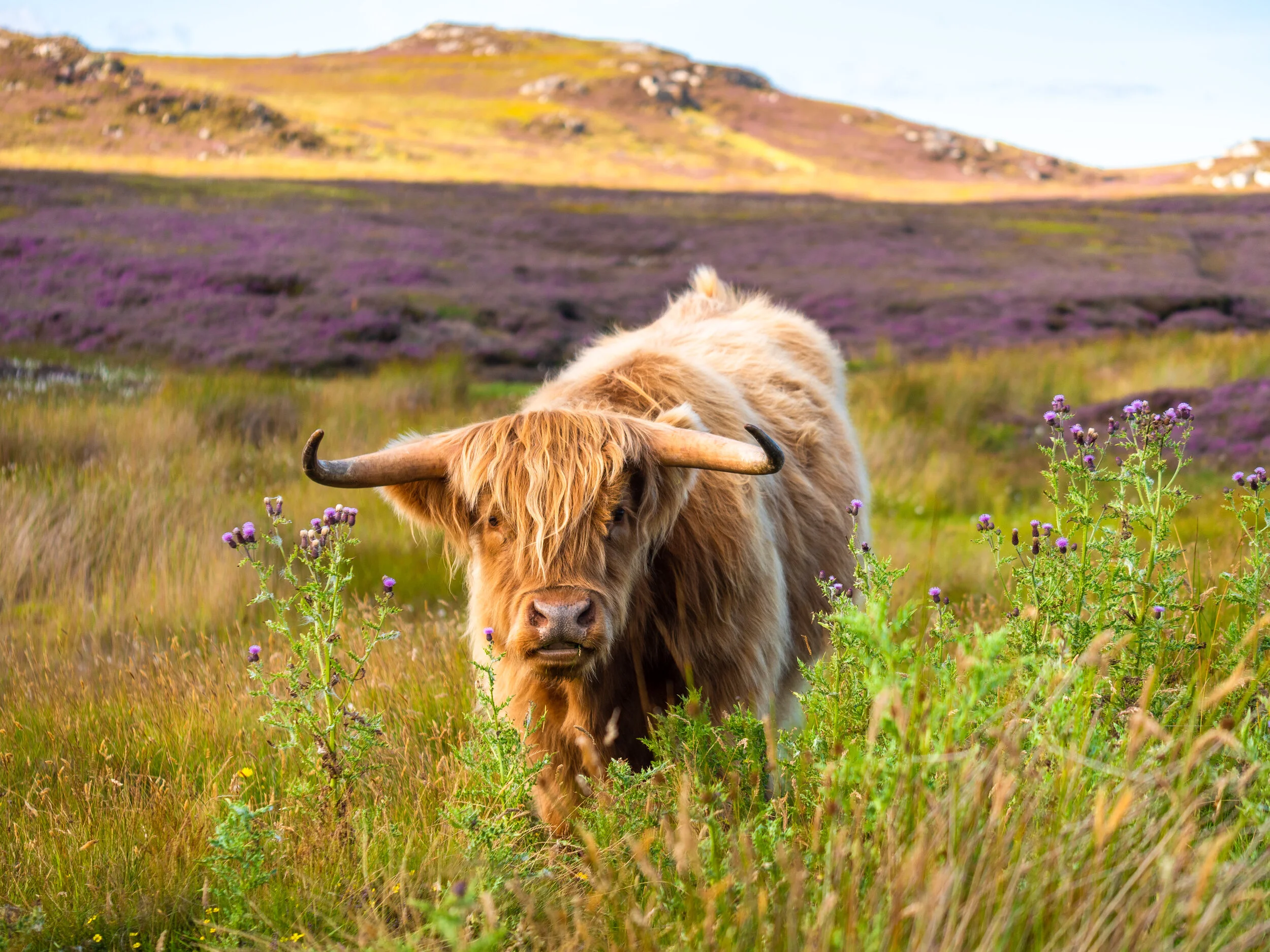 Highland Cow | Scotland