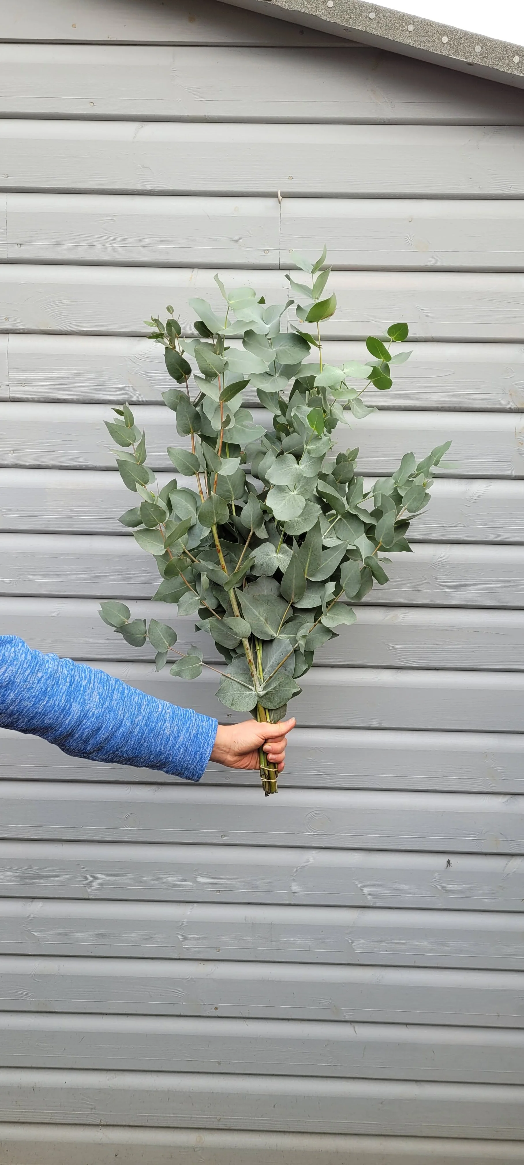 EUCALYPTUS BUNCH