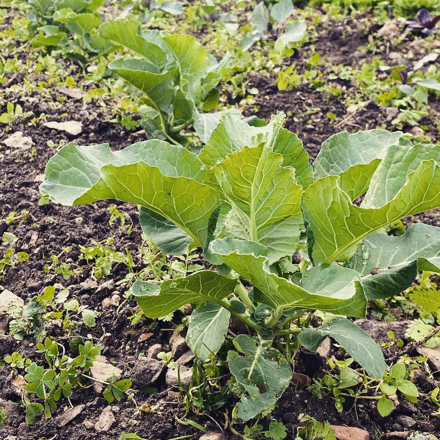 I&rsquo;m back to my veggie garden after two weeks of snow in Sweden 🌱🌱💚