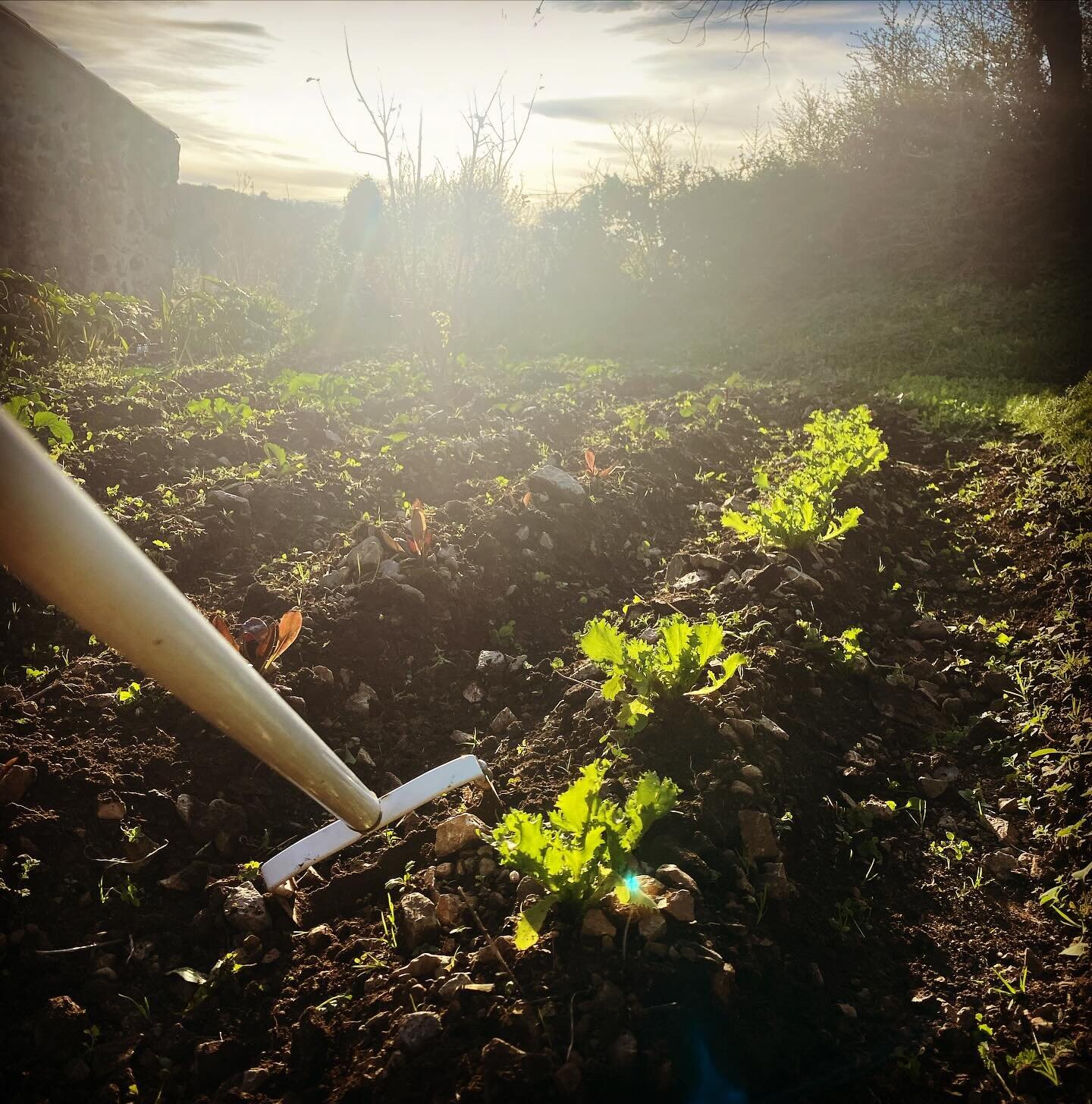This is the time of the year that I appreciate my Sardinia the most. When my dear and near ones are shuffling snow in the dark morning and I&rsquo;m weeding the veggie garden&hellip; 🌱🌱🌱