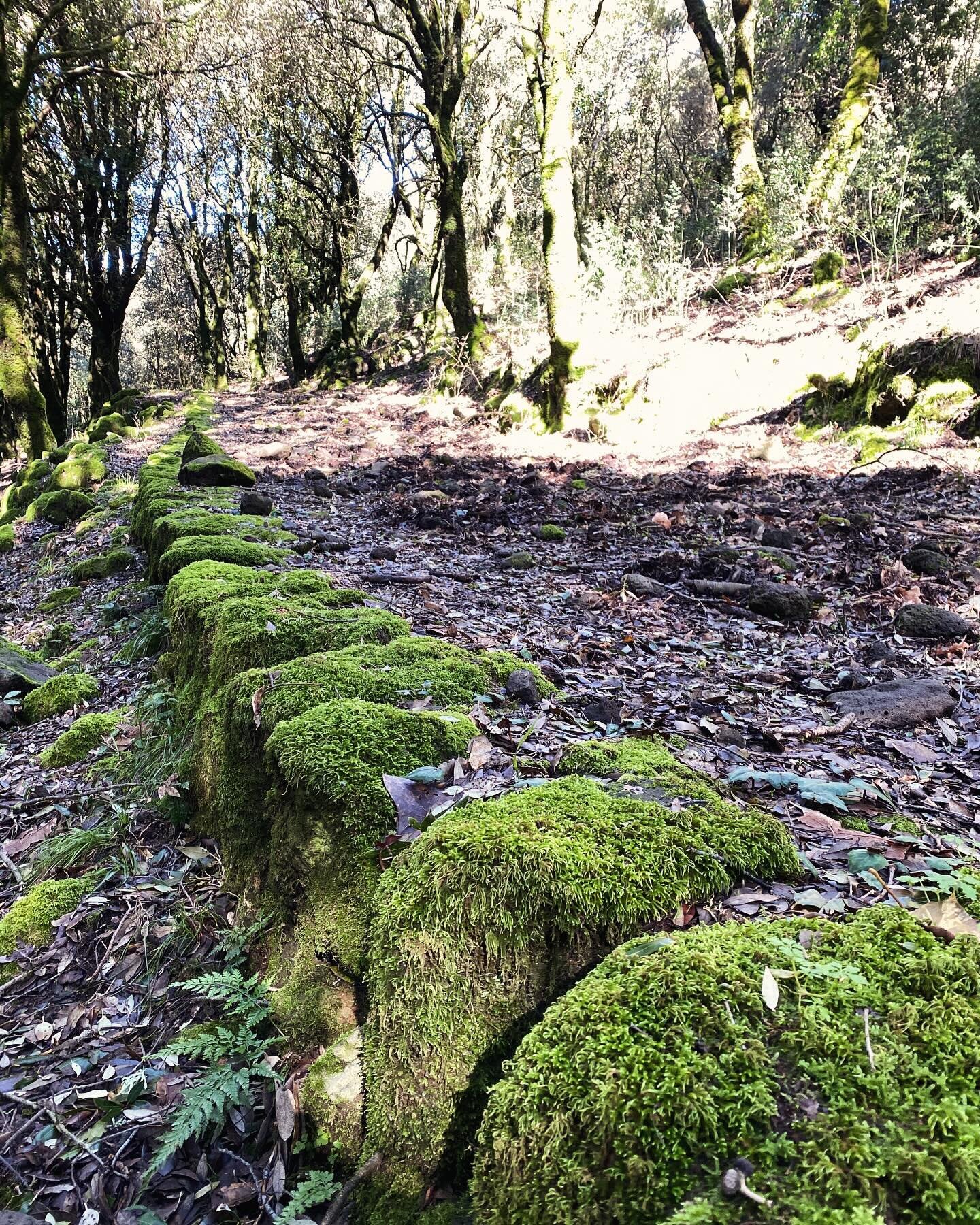 A perfect day for trail scouting today!! The season&rsquo;s program is taking form 🙌 
This is #ilsentierodeibanditi a trail full of history and magic forests #cuglieriexcursions #montiferru #cuglieri #satraessa #sapatada