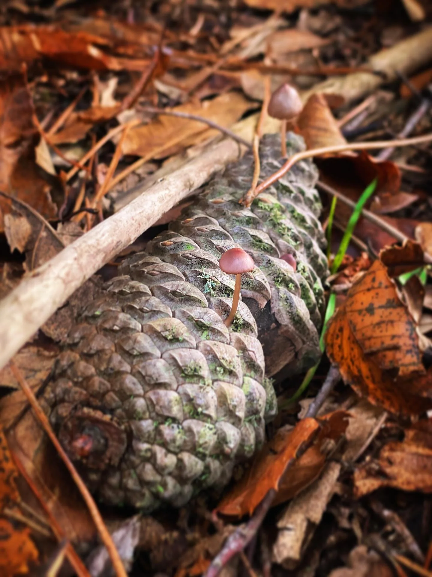 🍁🍂🍄 #twoisbetterthanone #helgajonsson #cuglieri #montiferru