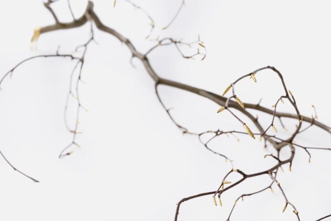 no trees no leaves no life_Linde Hermans.jpg