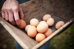 June 10 Class- Frittata