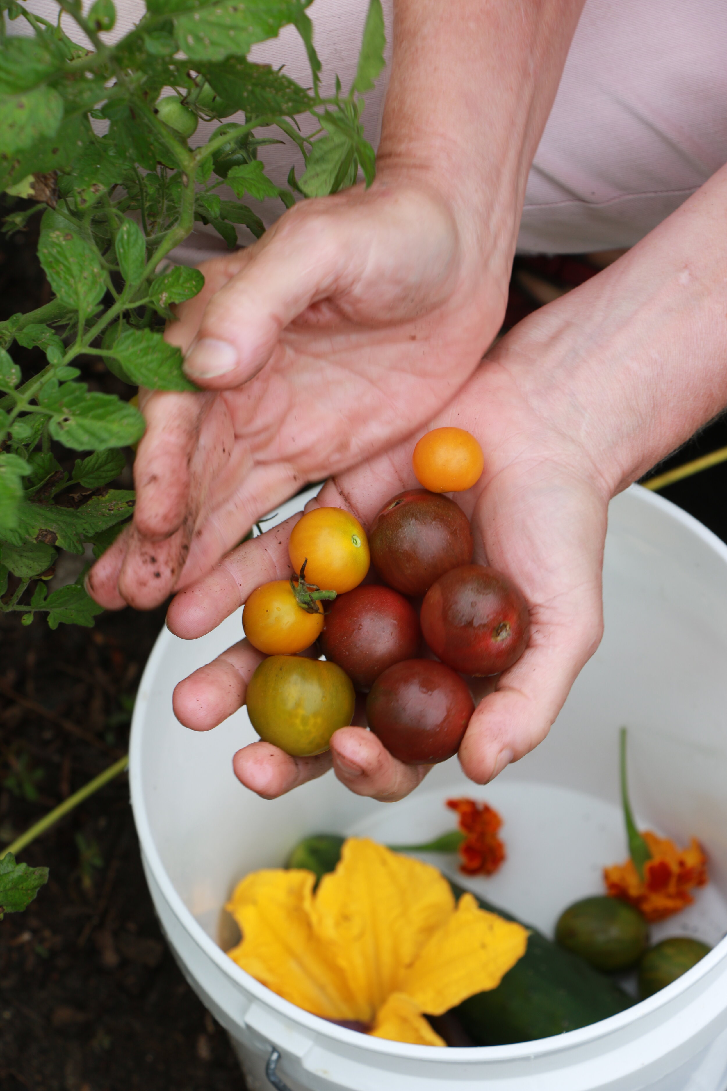 Pickled Indian Roasted Cherry Tomatoes