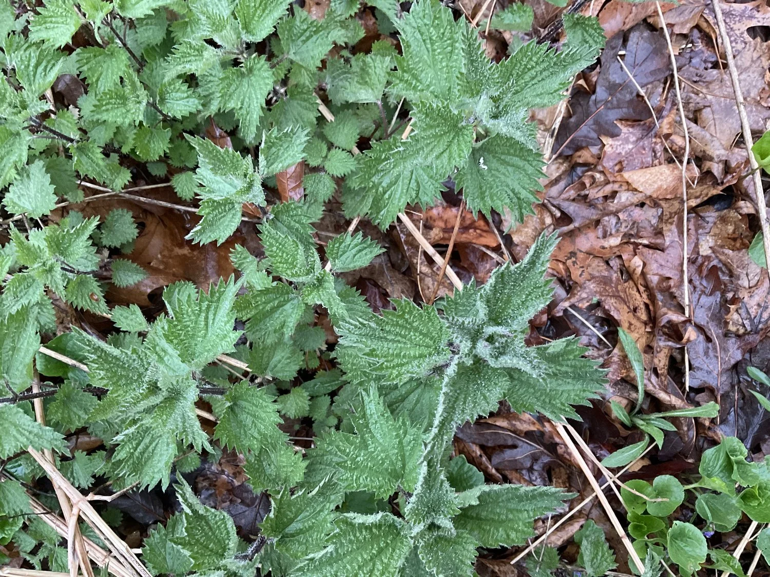 Wild Spring Garlic Mustard and Nettle Pesto
