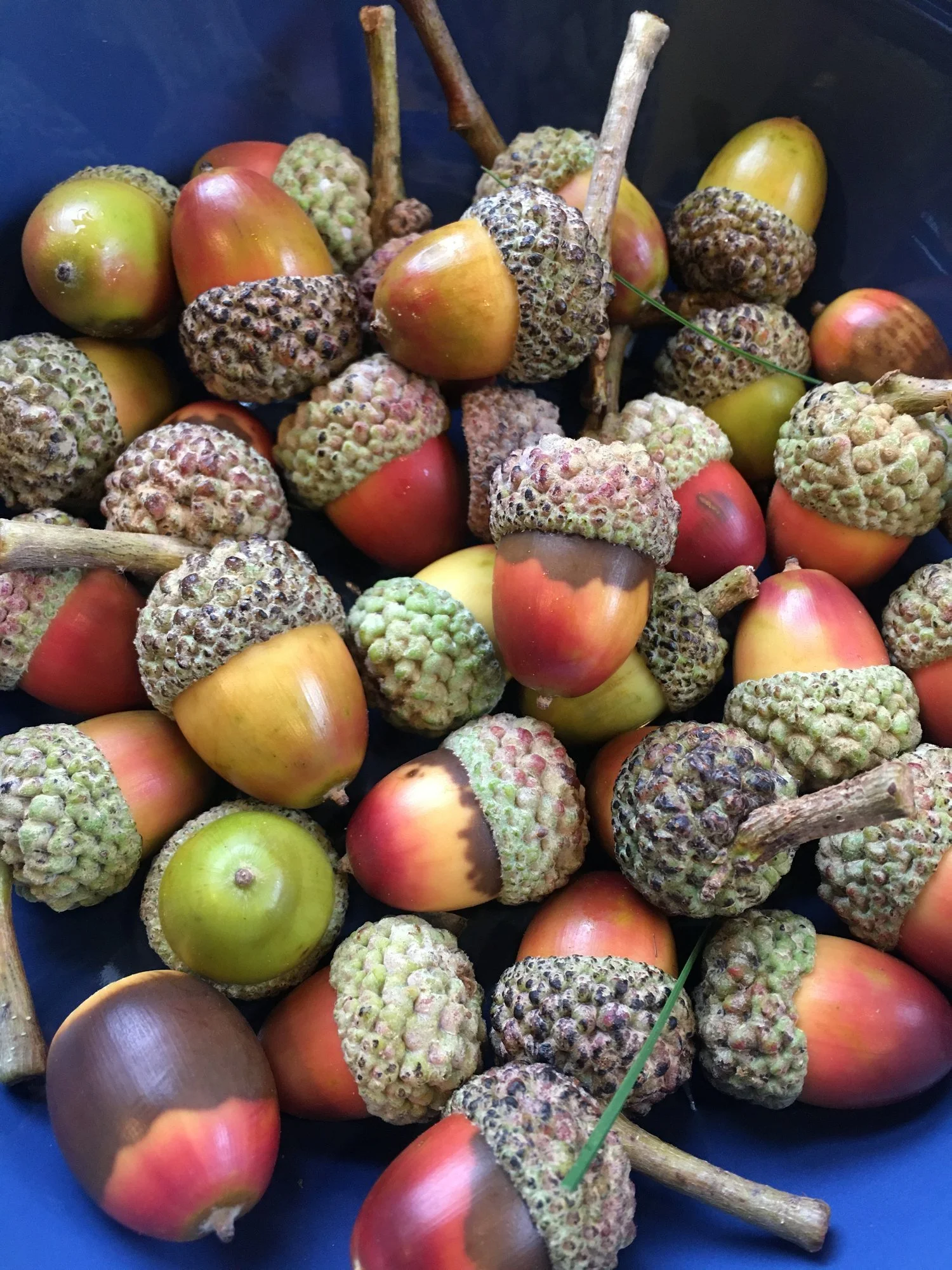Acorns