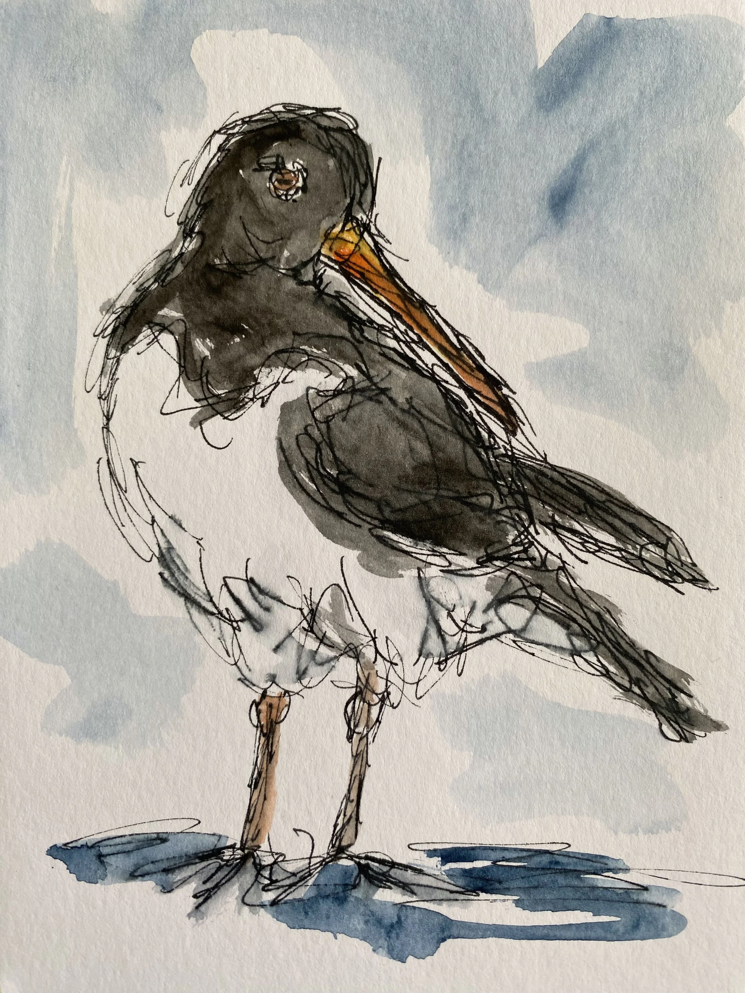 Oystercatcher 