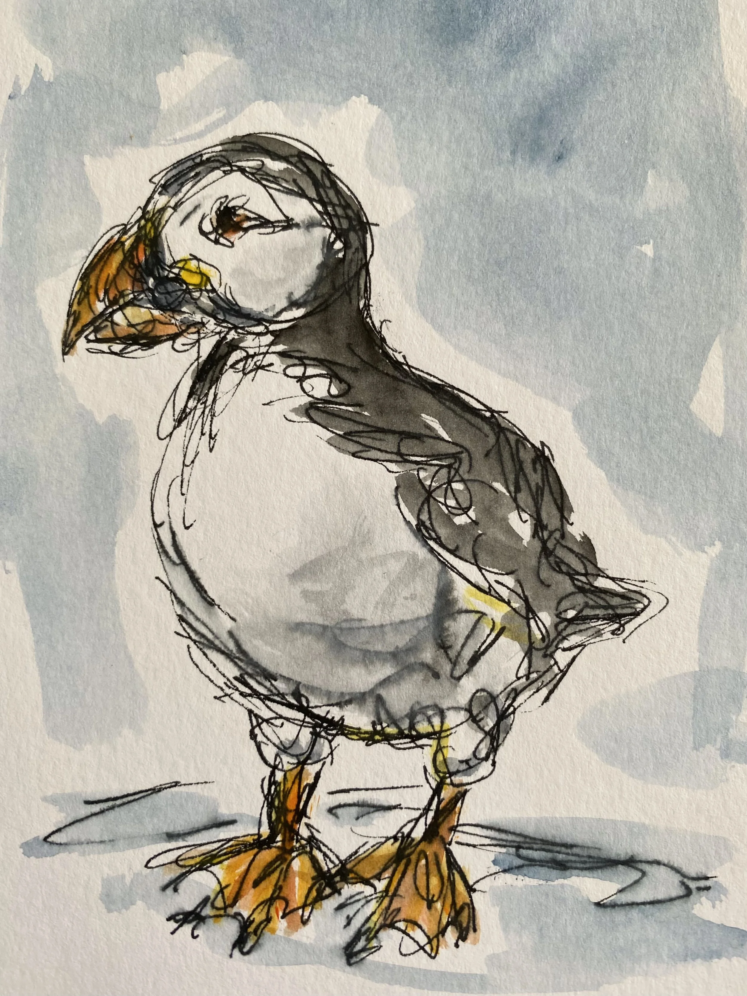 Puffin