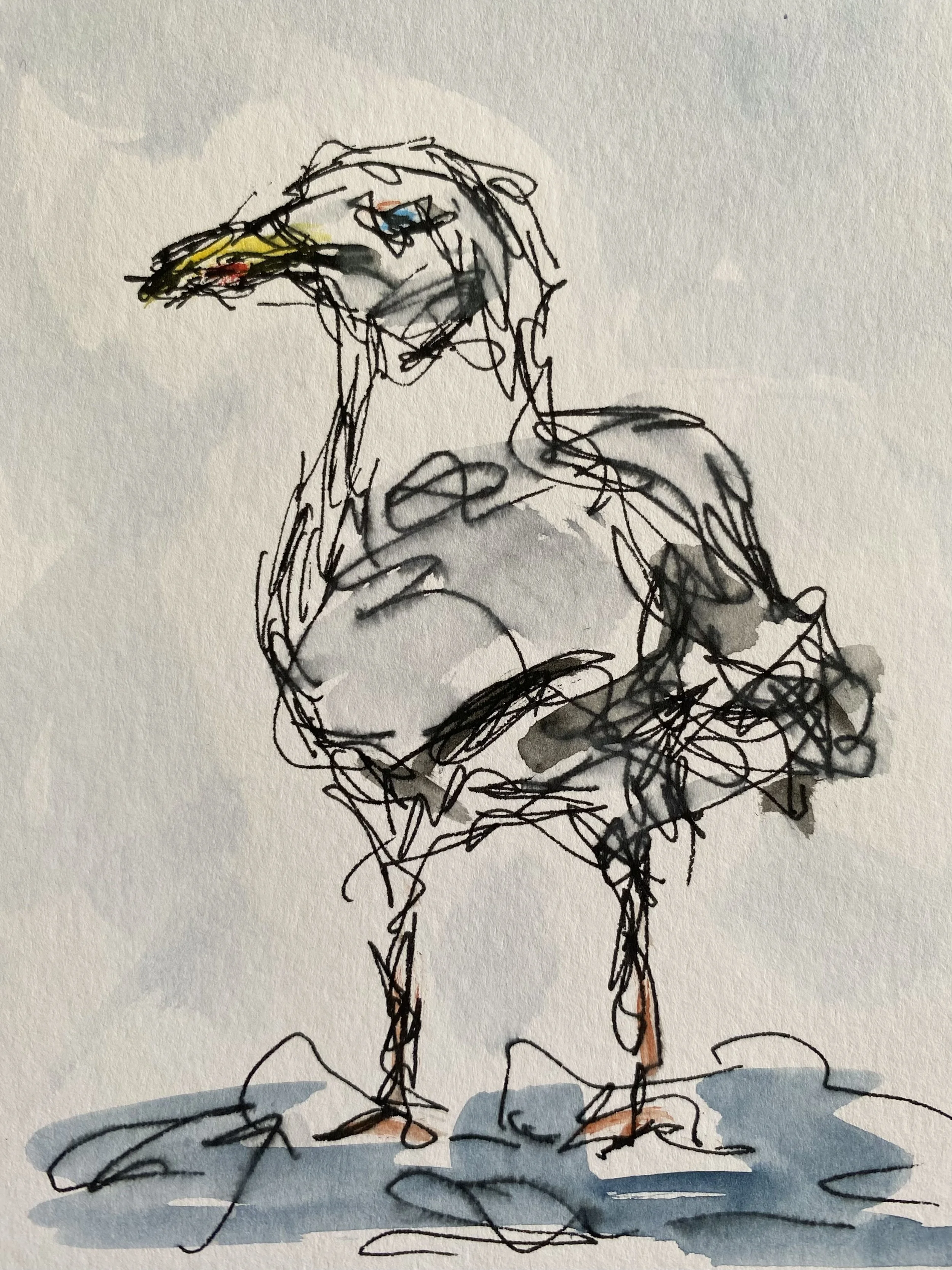 Seagull 