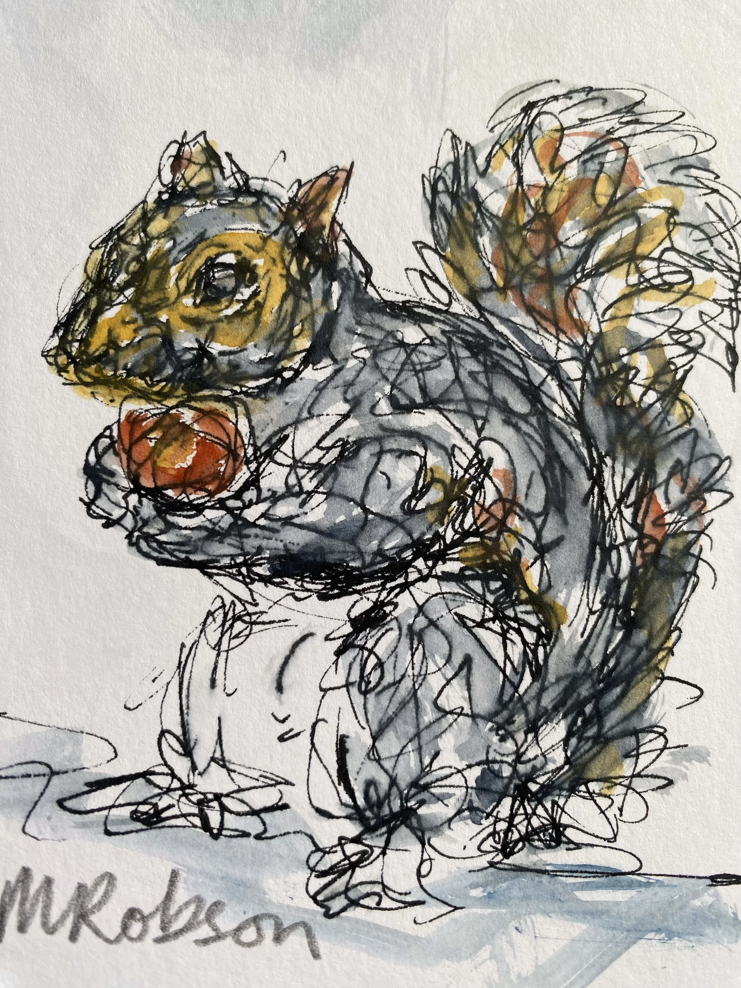 Squirrel 