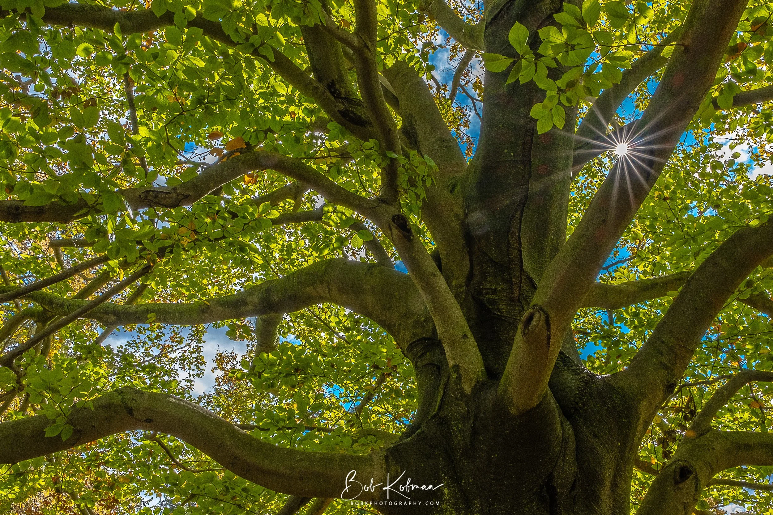 trees-53.jpg