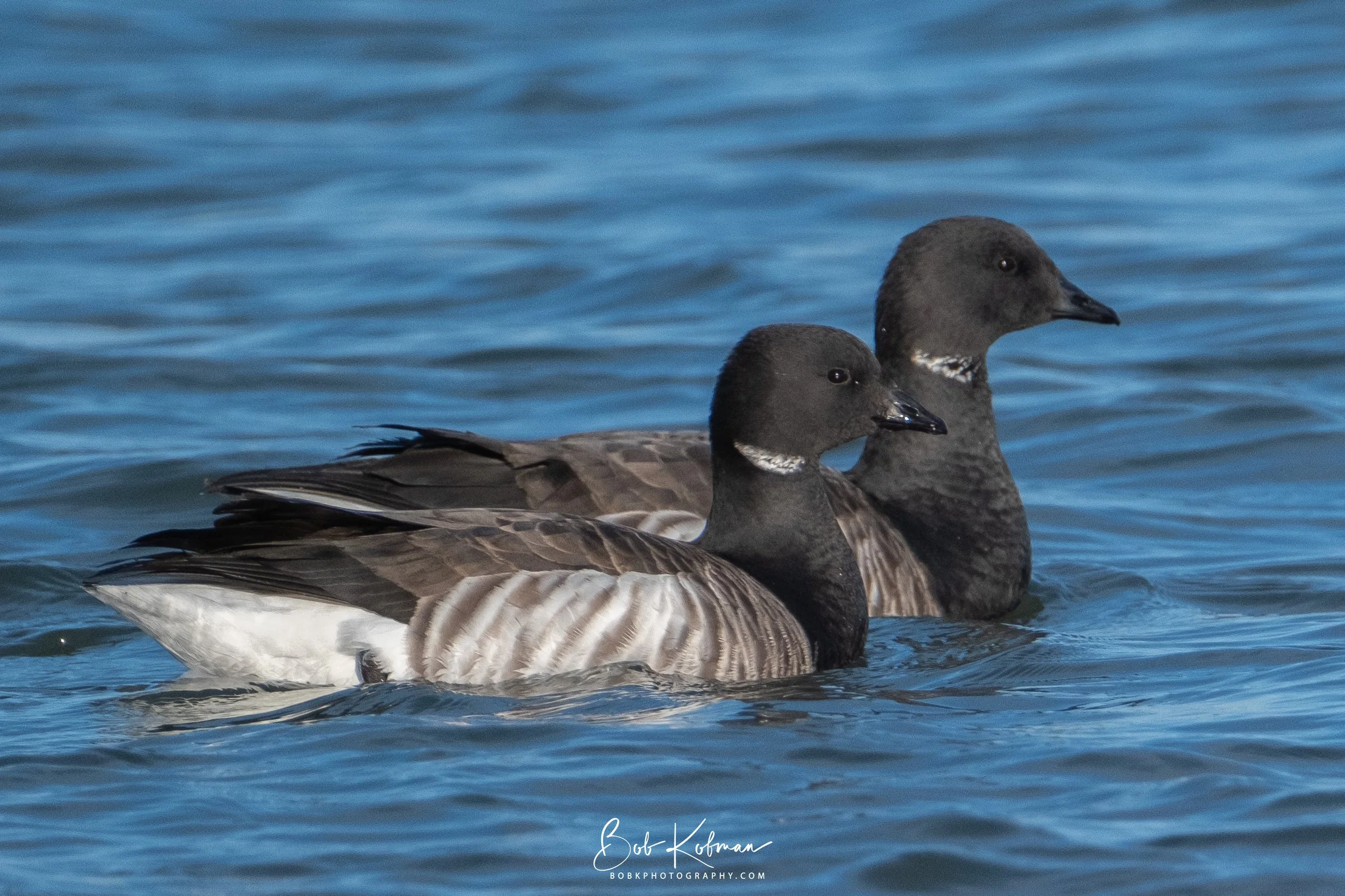bird-17.jpg