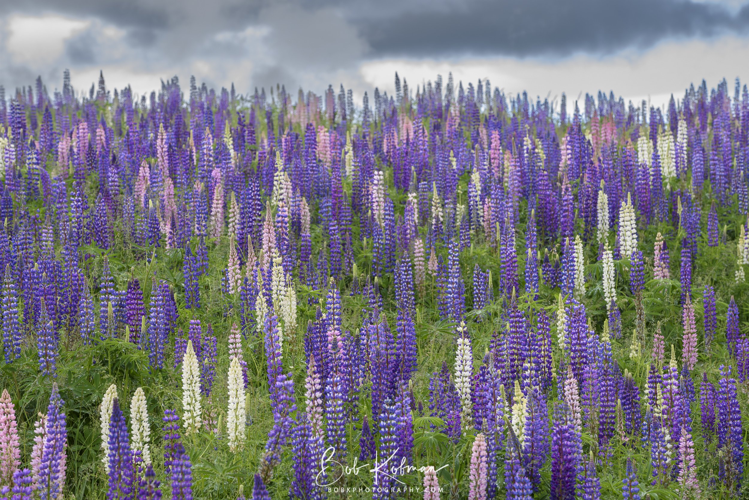 Lupines-2.jpg