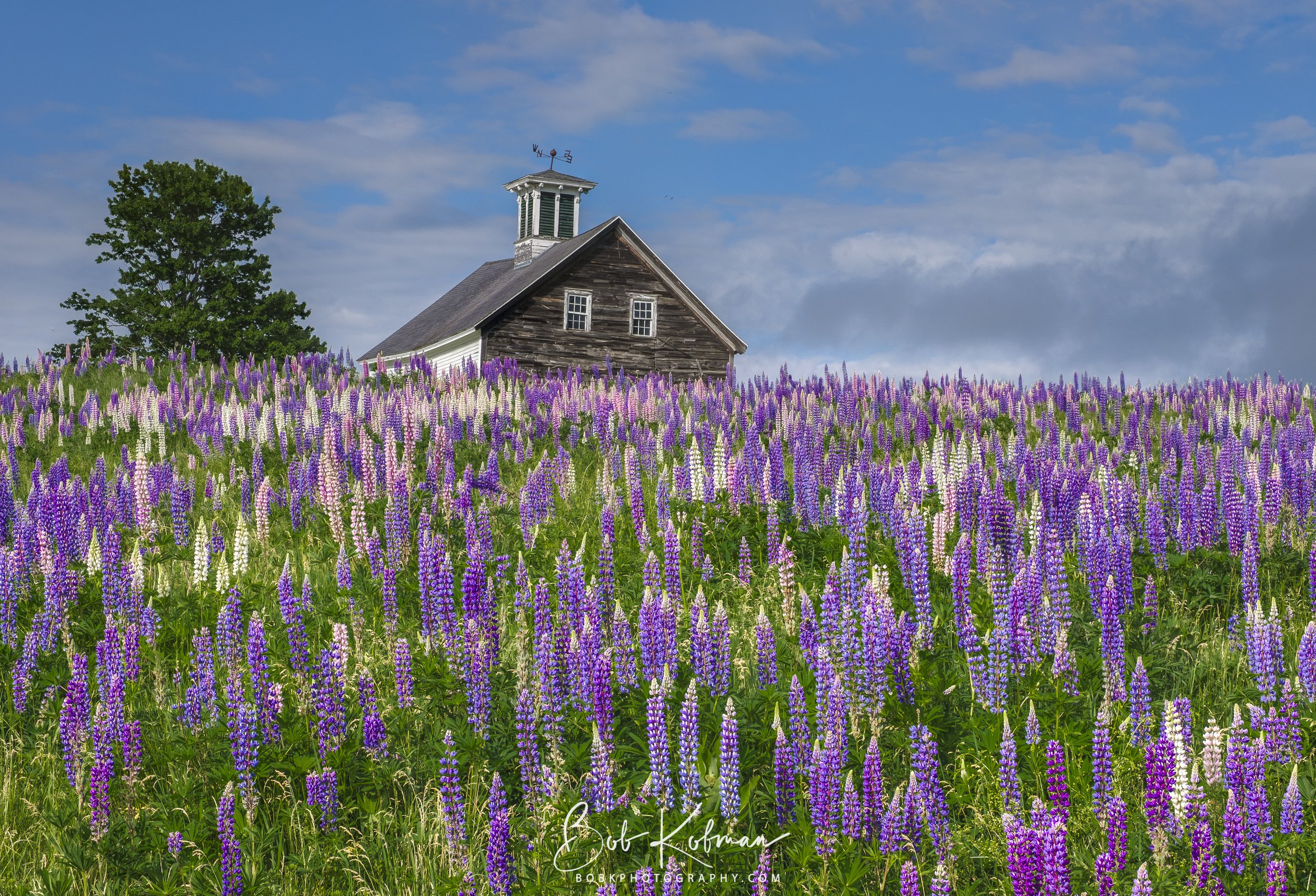 Lupines-1.jpg