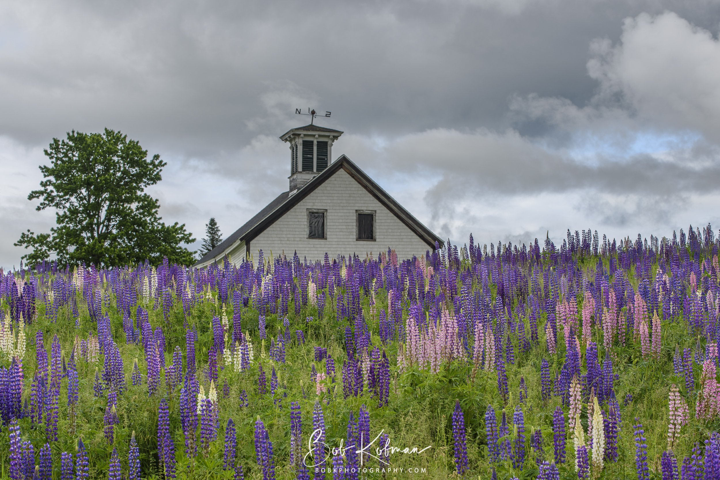 Lupines-3.jpg