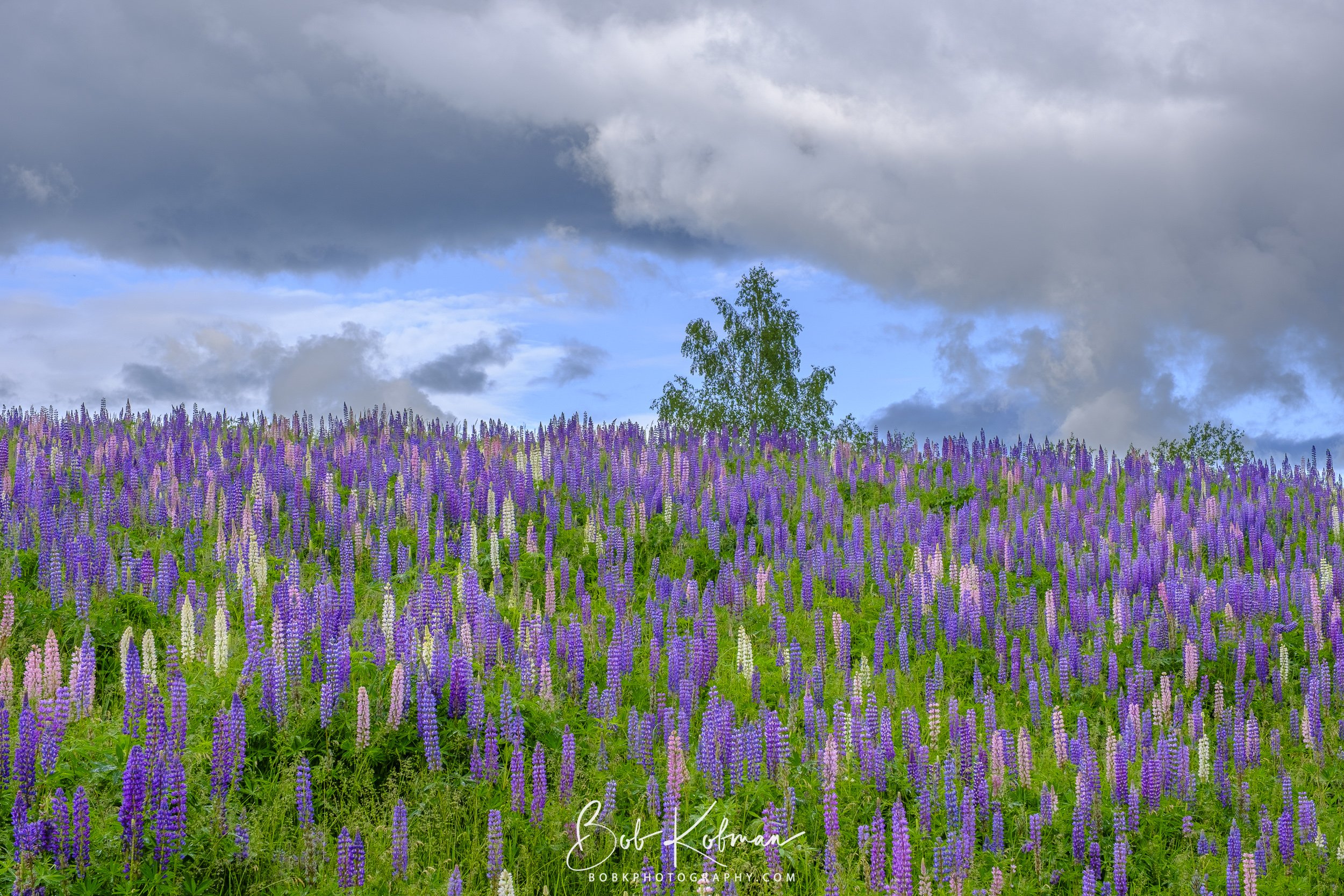 Lupines-4.jpg