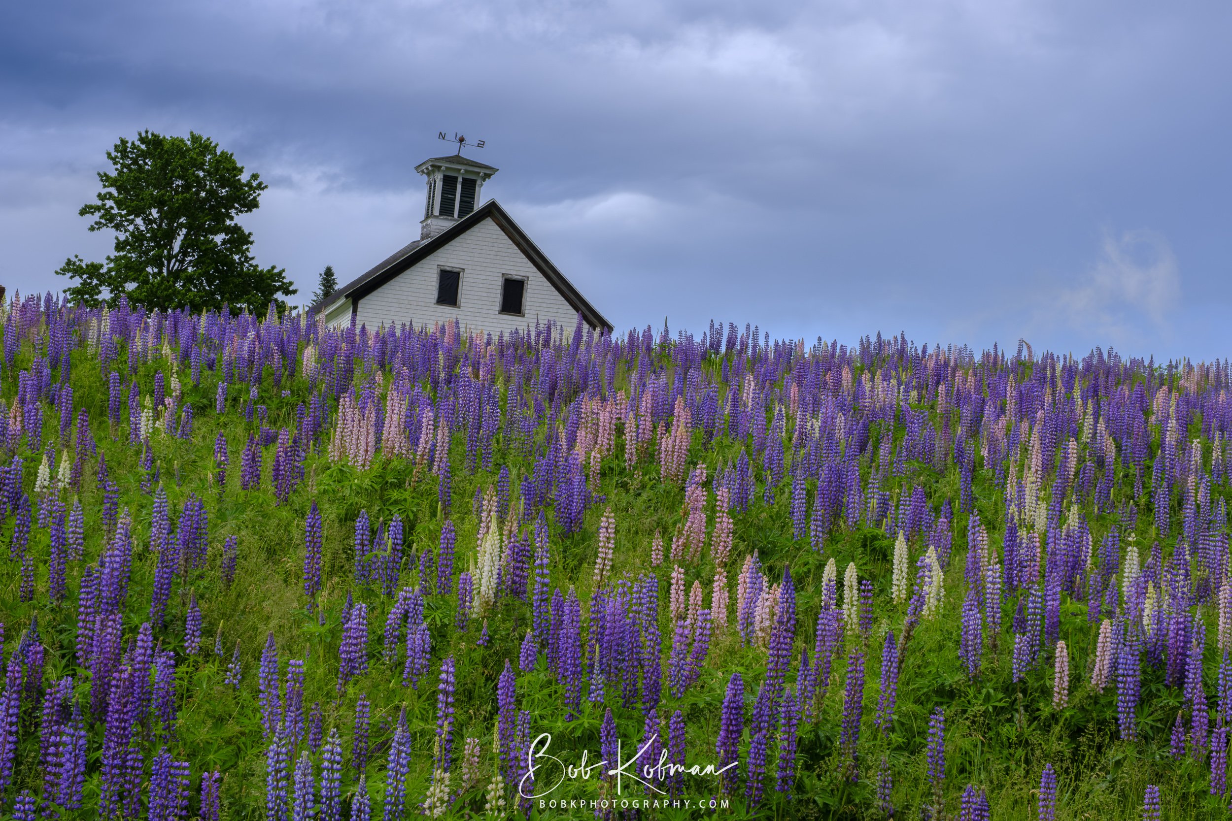 Lupines-8.jpg