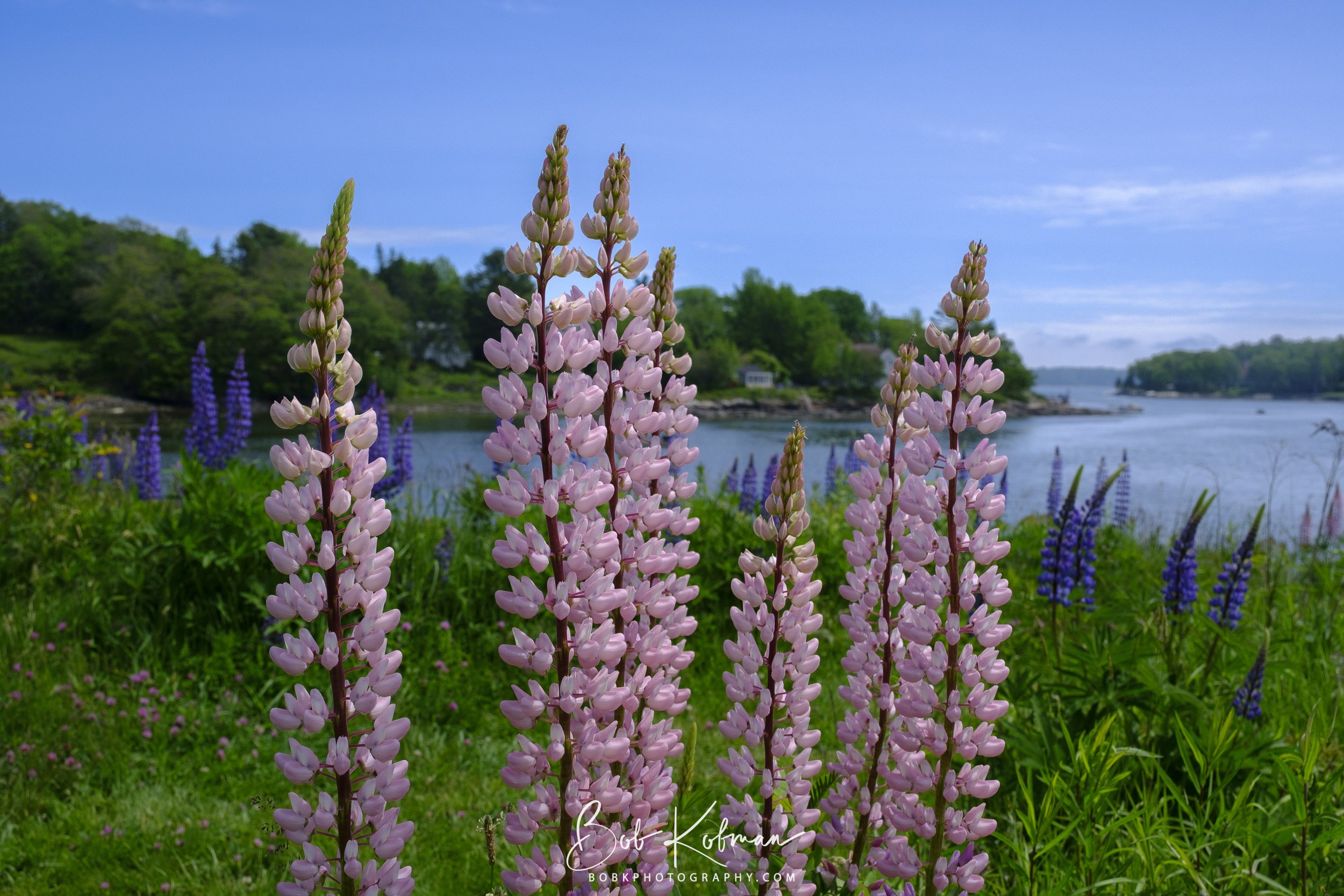 Lupines-9.jpg