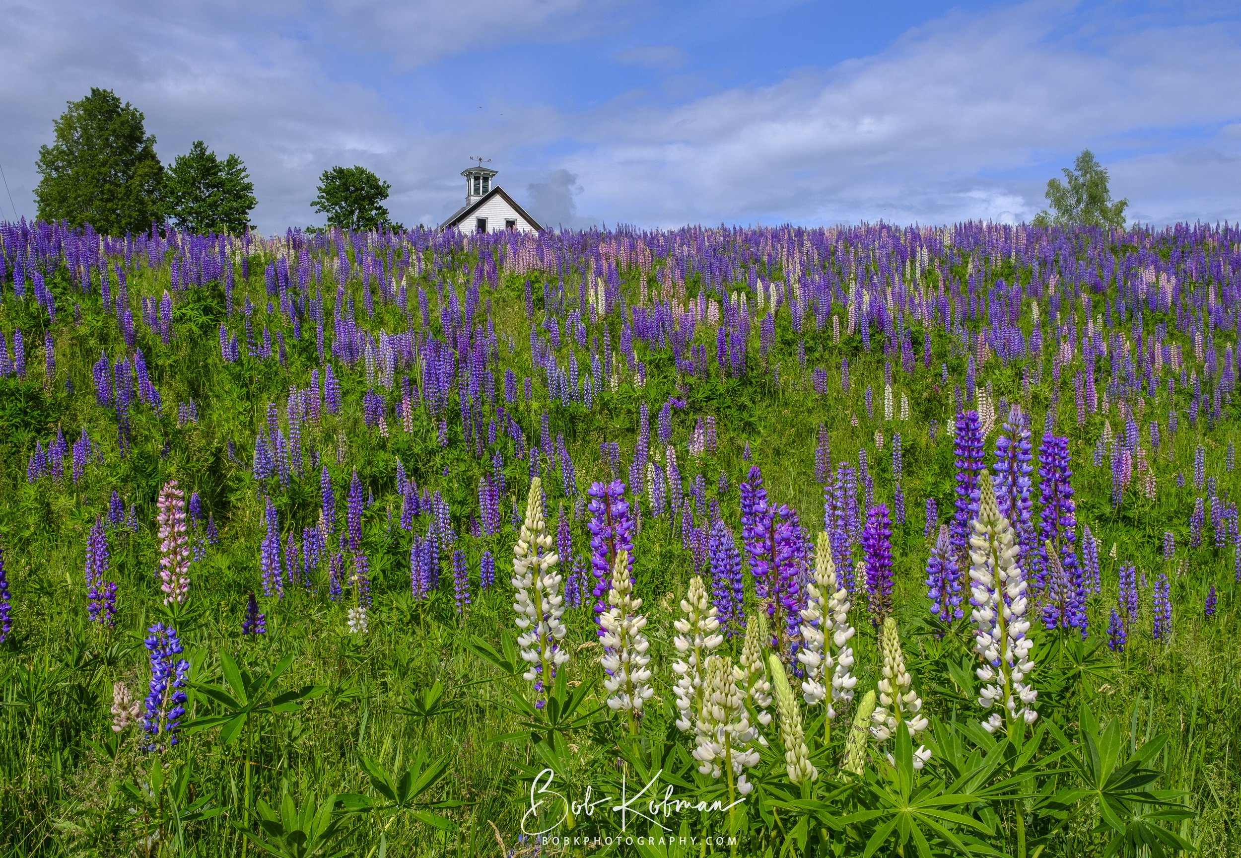 Lupines-10.jpg