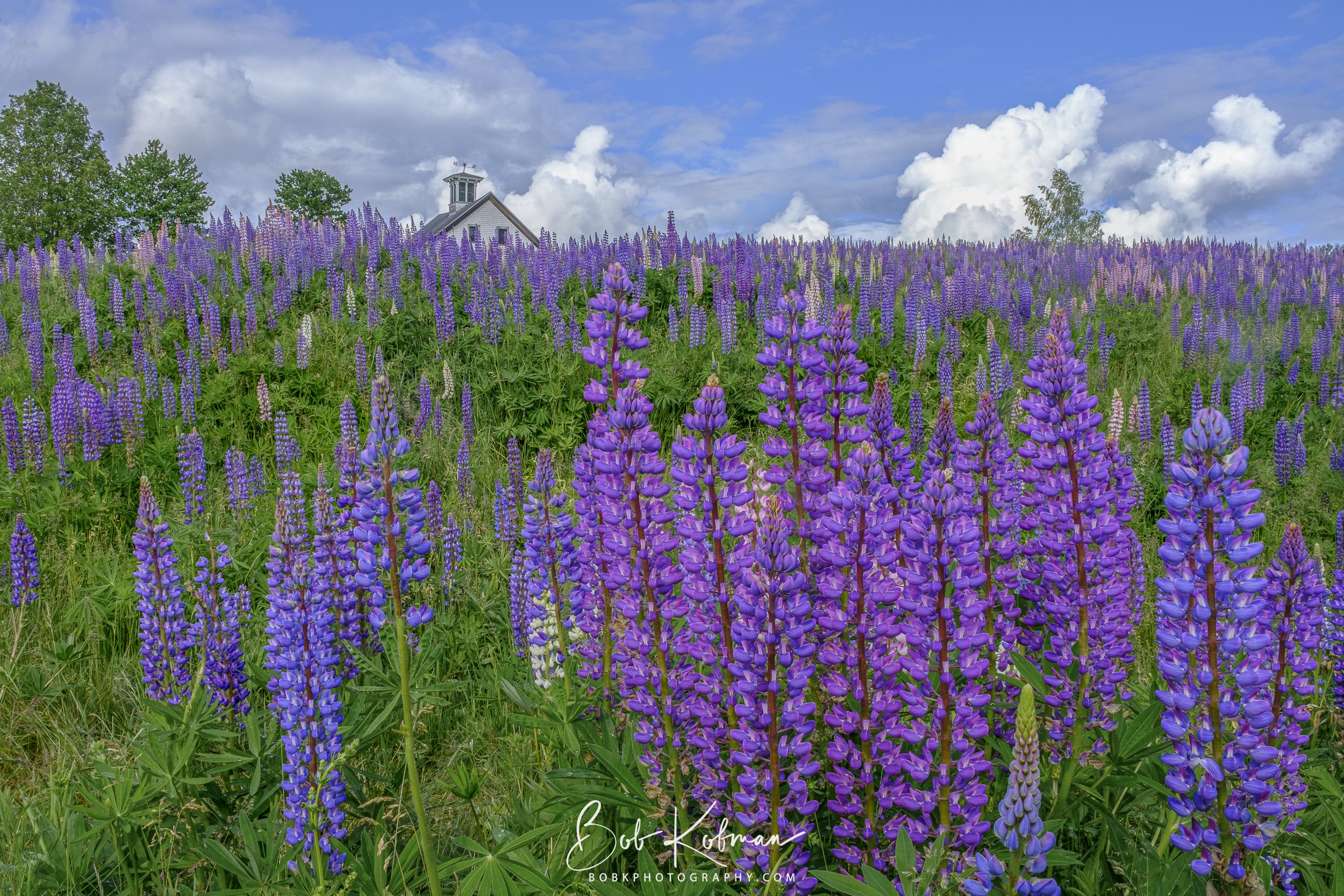 Lupines-11.jpg