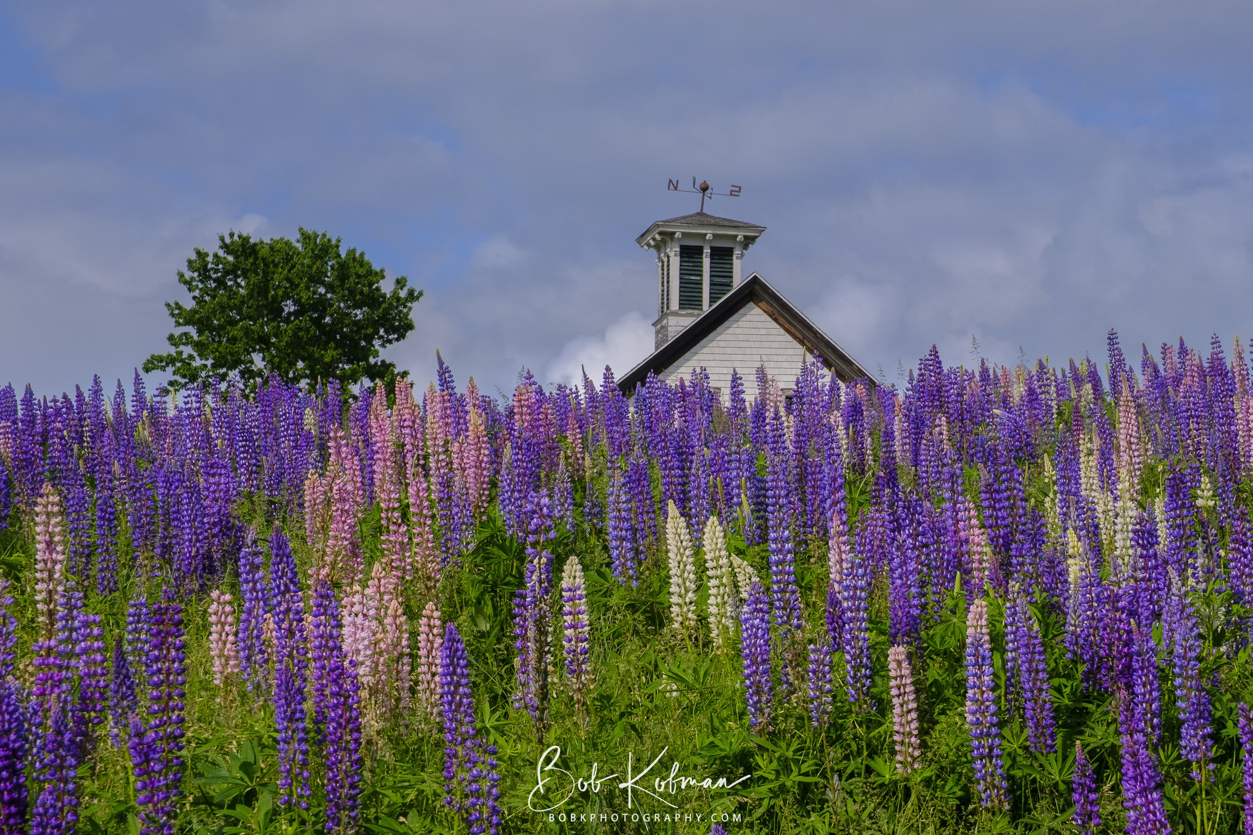 Lupines-12.jpg
