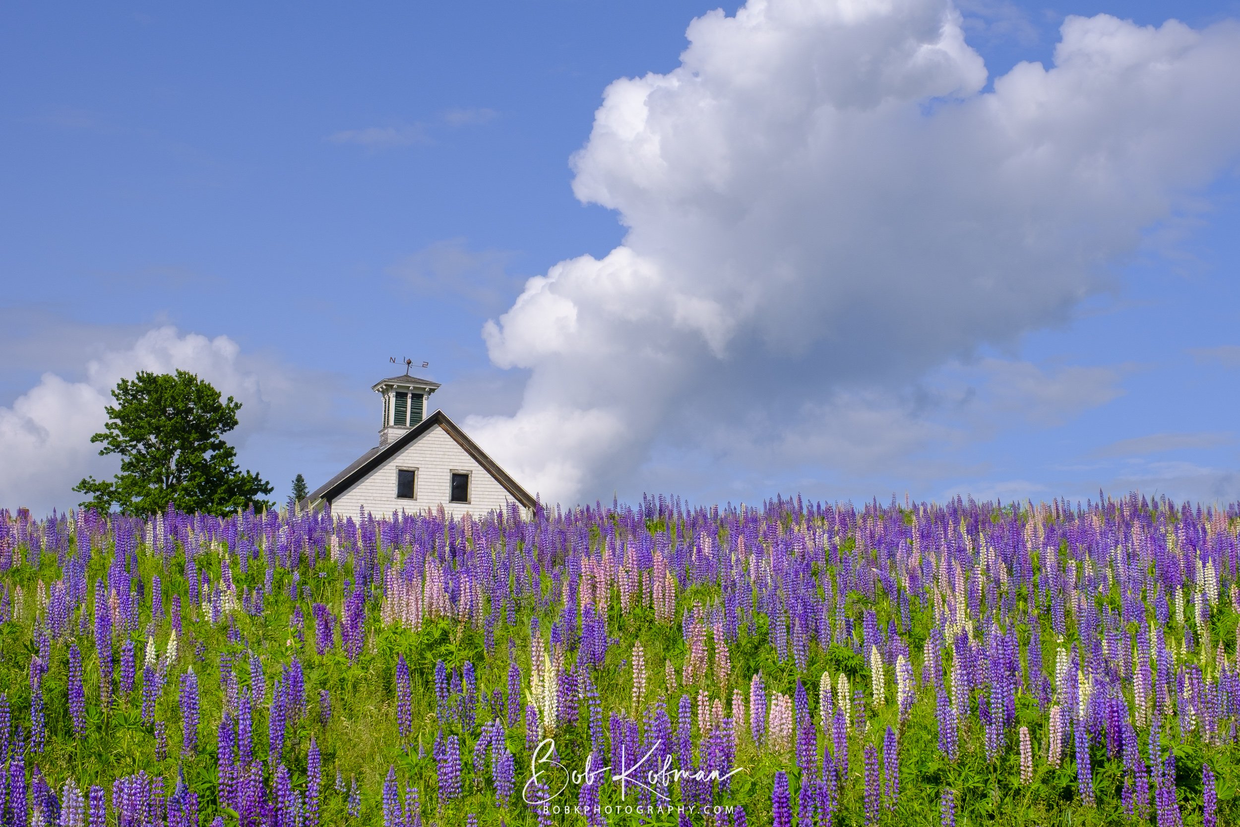 Lupines-13.jpg