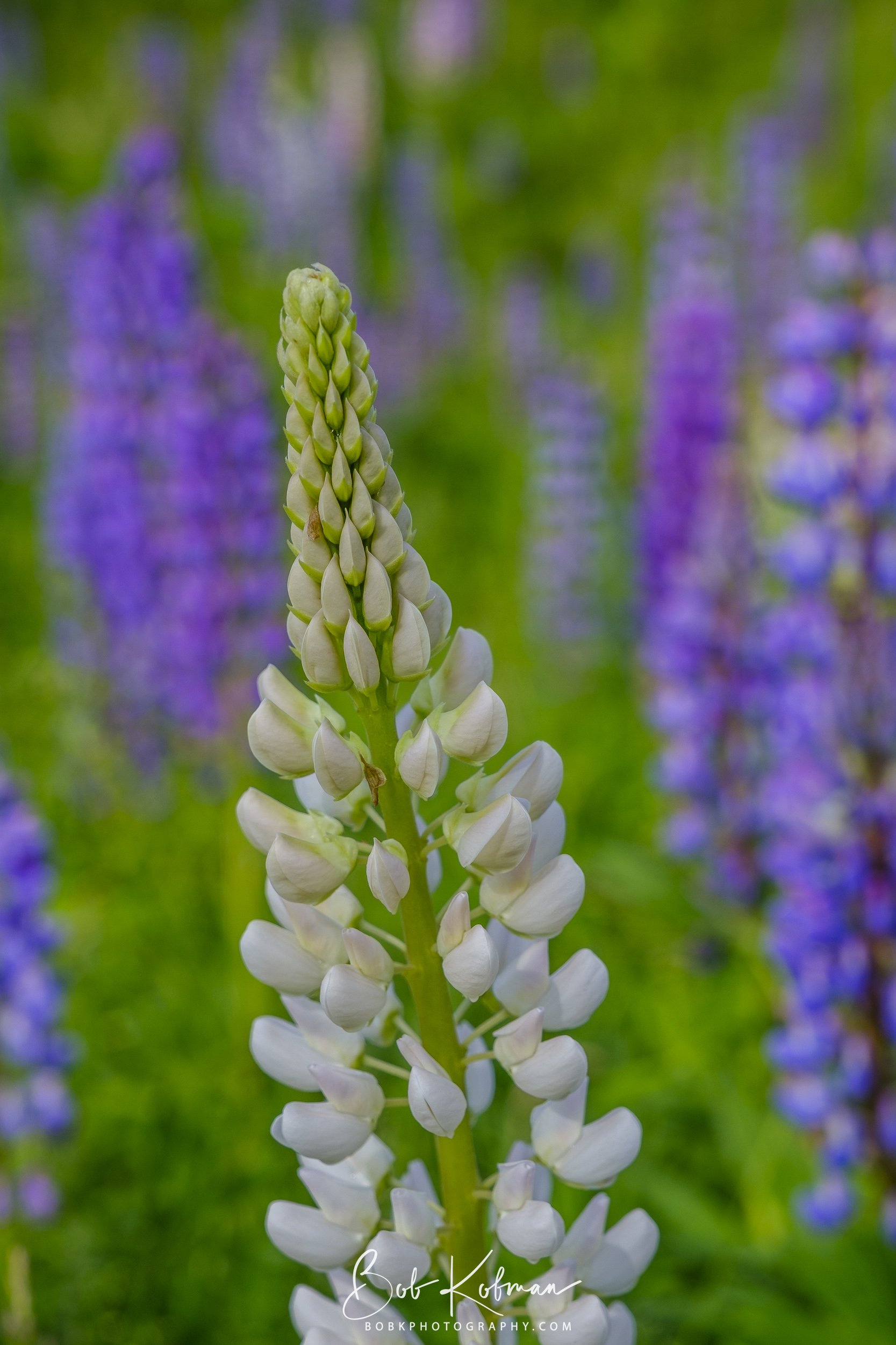 Lupines-14.jpg